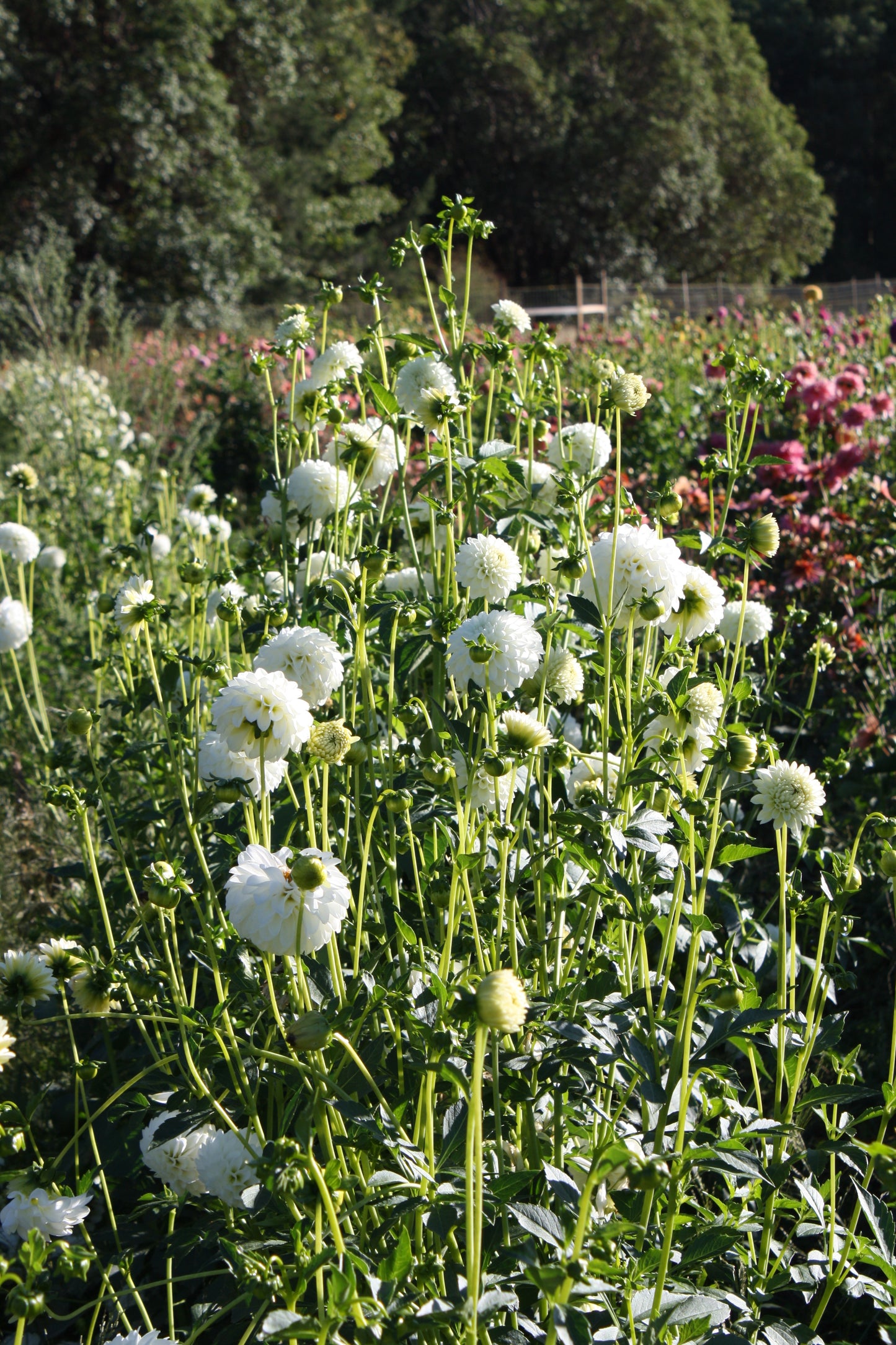 Boom Boom White Dahlia Tuber