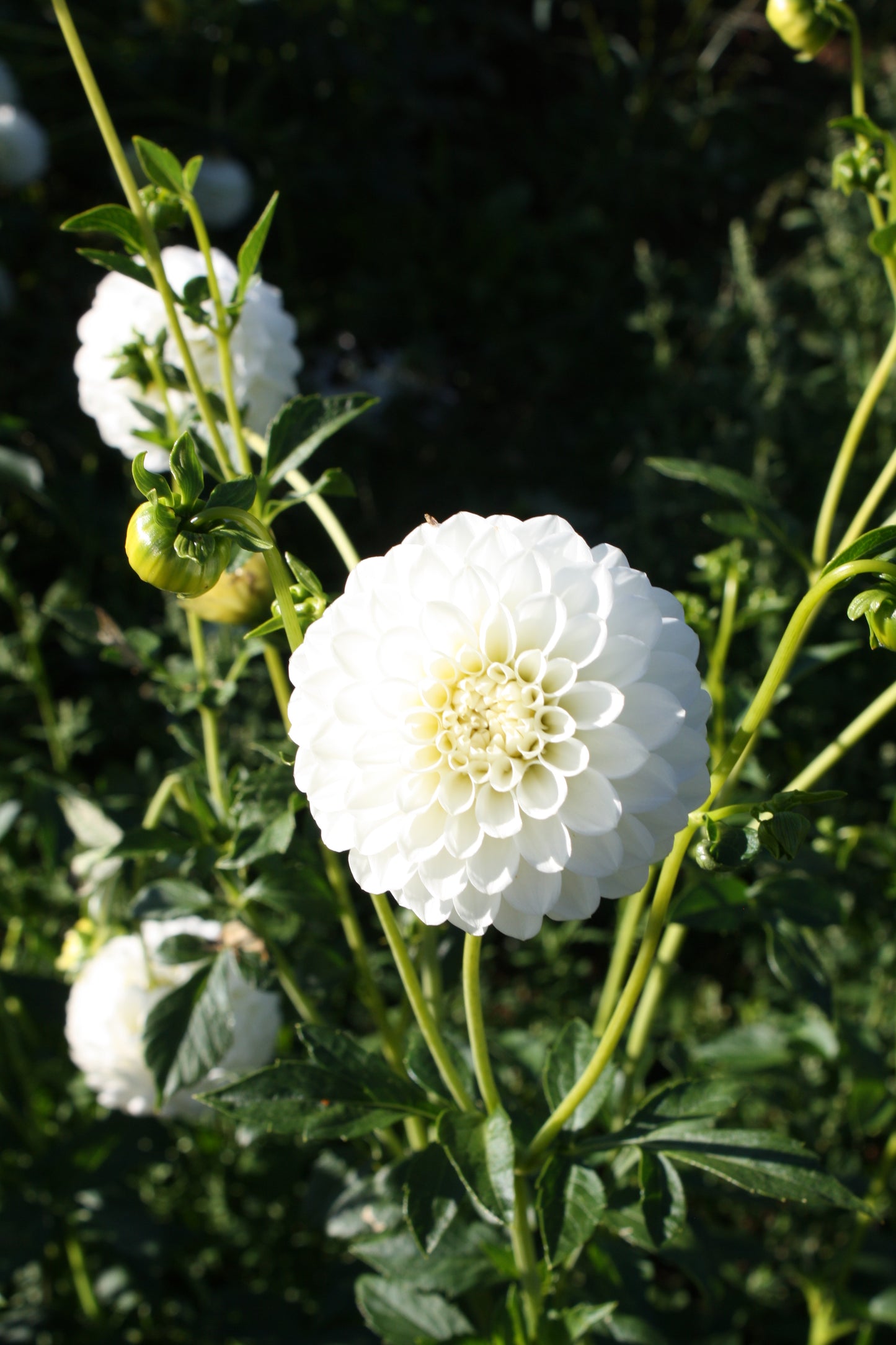 Boom Boom White Dahlia Tuber