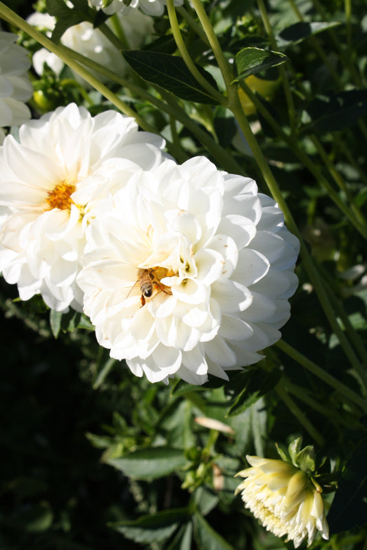 Boom Boom White Dahlia Tuber