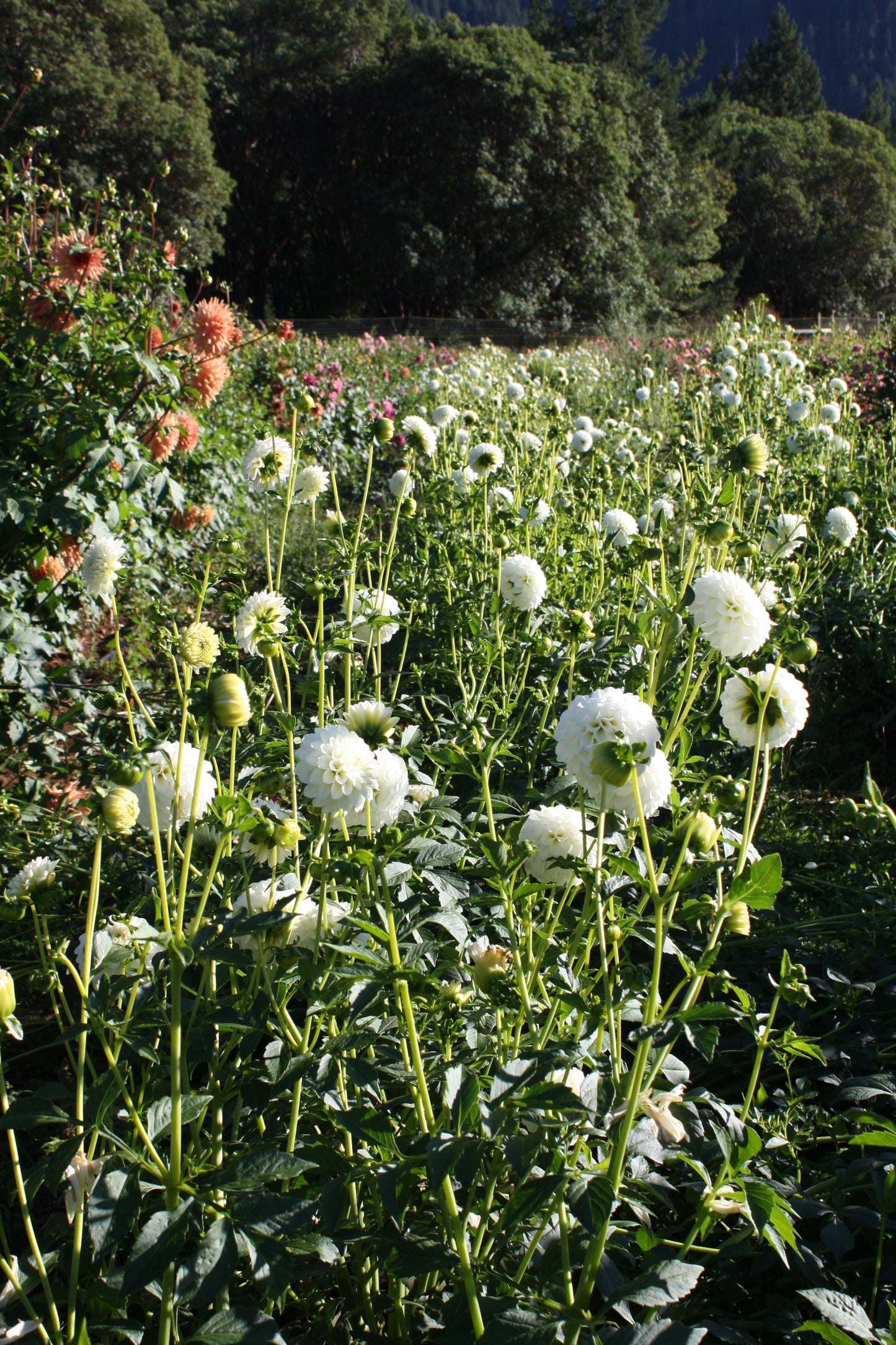 Boom Boom White Dahlia Tuber