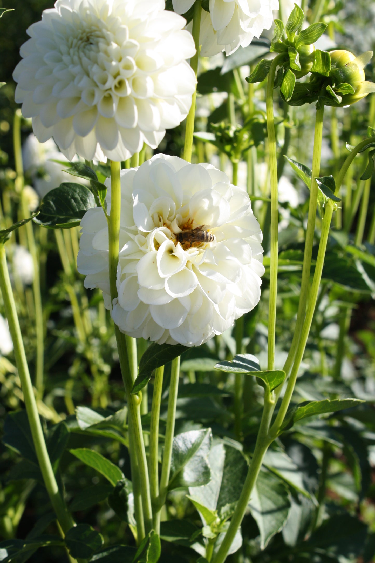Boom Boom White Dahlia Tuber