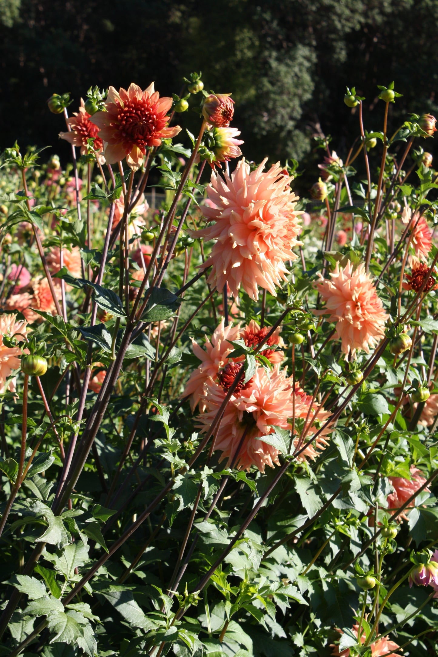 Terracotta Dahlia Tuber