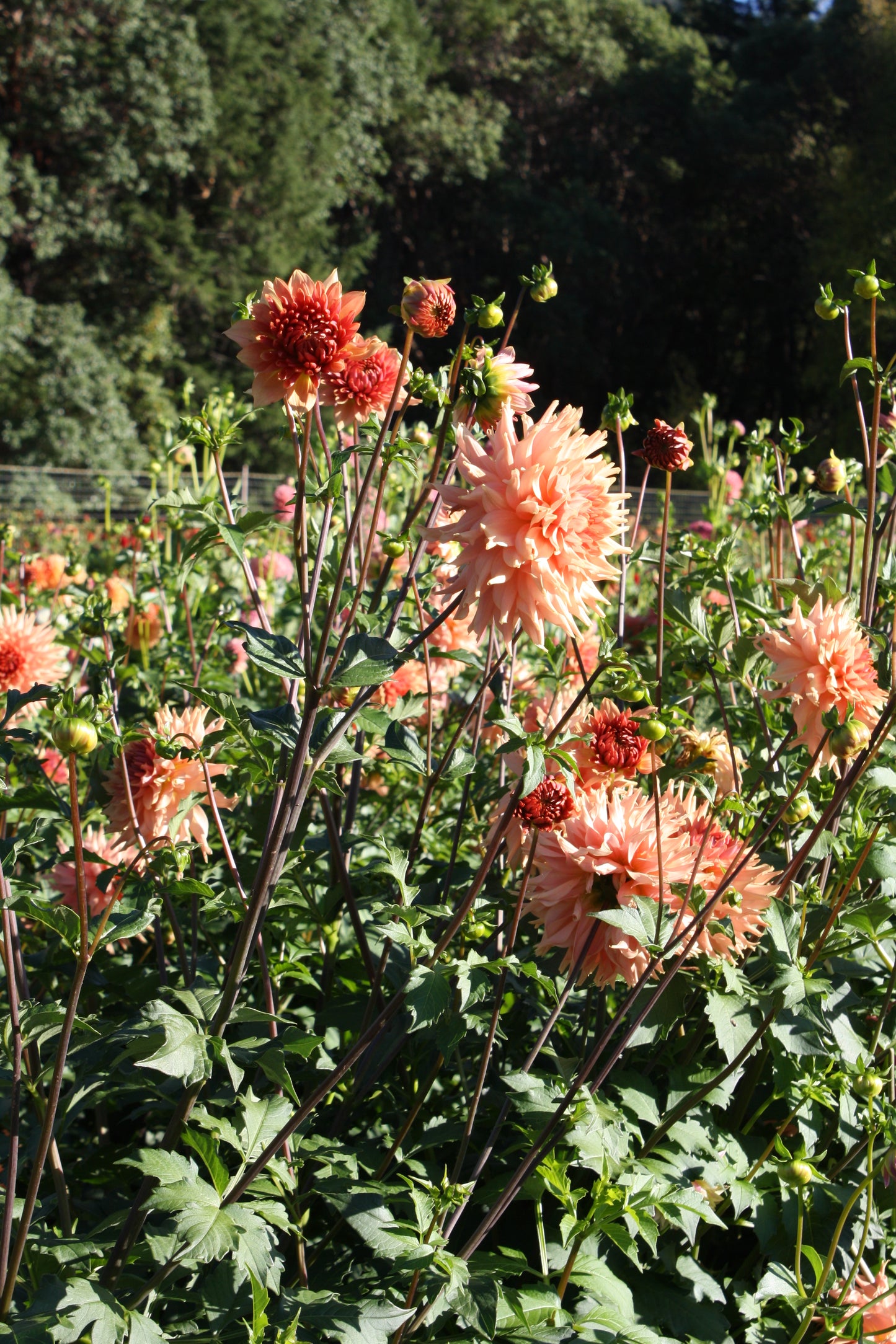 Terracotta Dahlia Tuber
