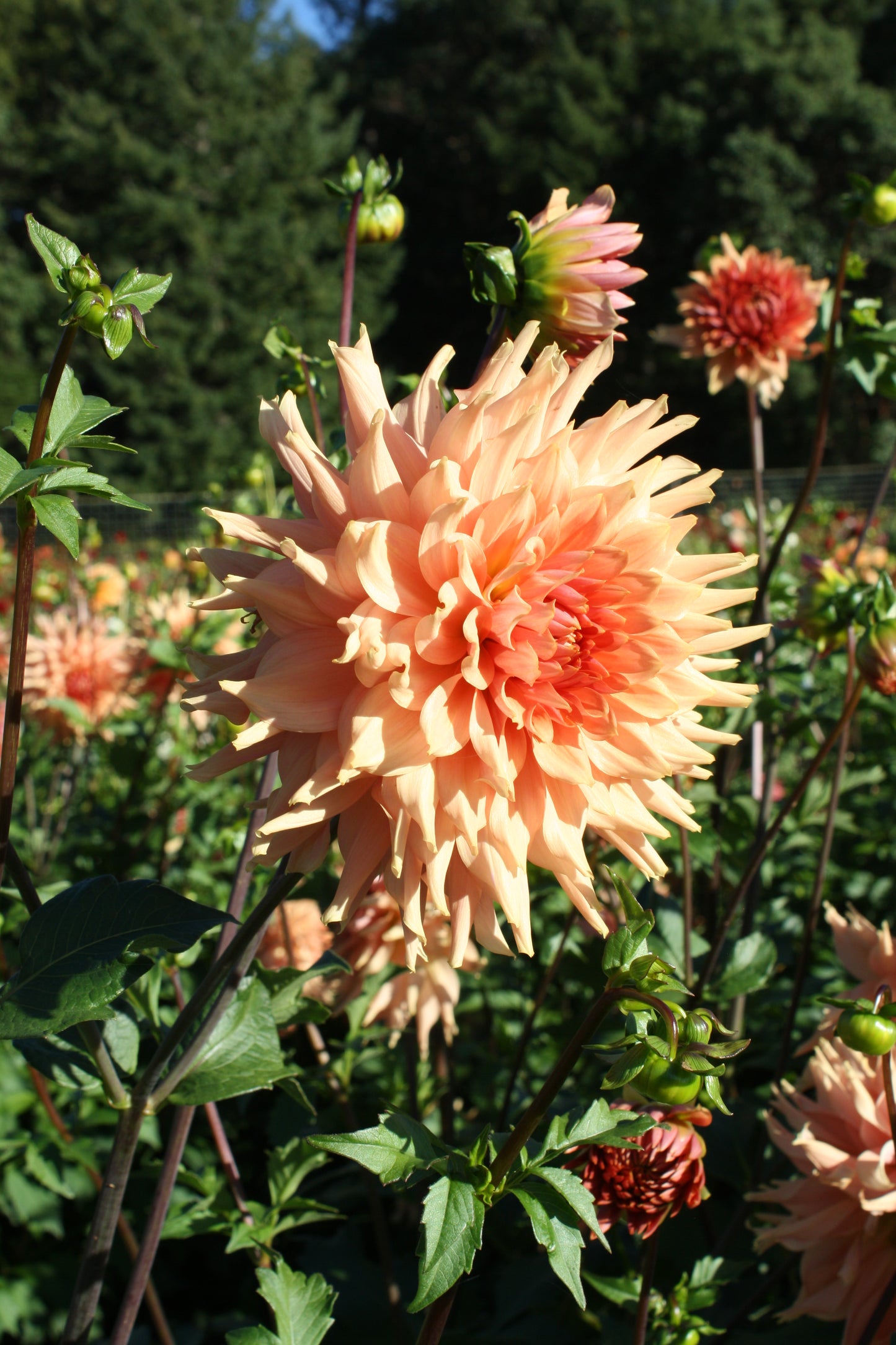 Terracotta Dahlia Tuber