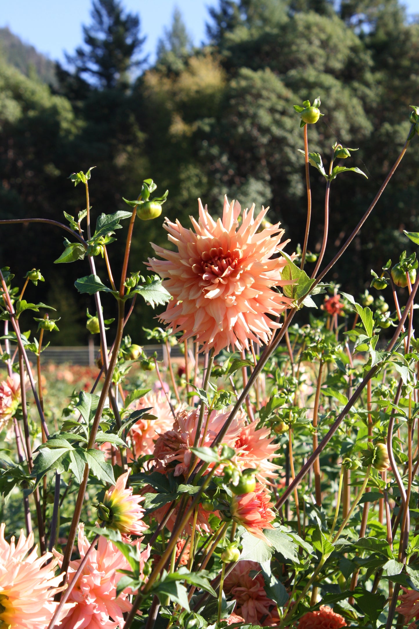 Terracotta Dahlia Tuber