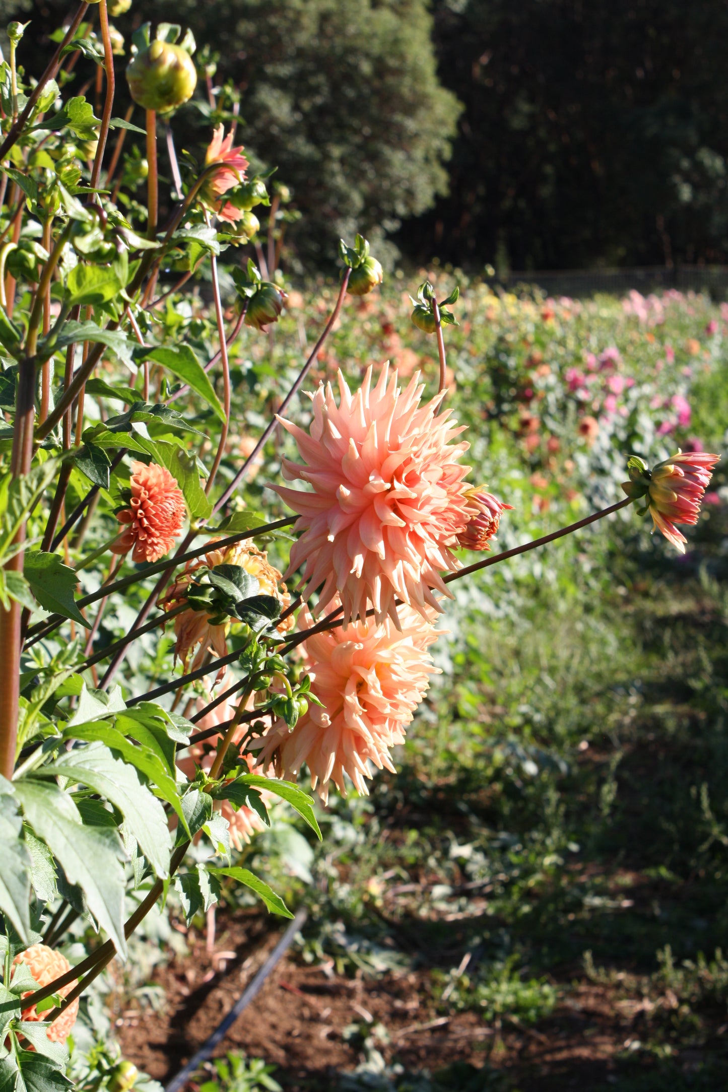 Terracotta Dahlia Tuber