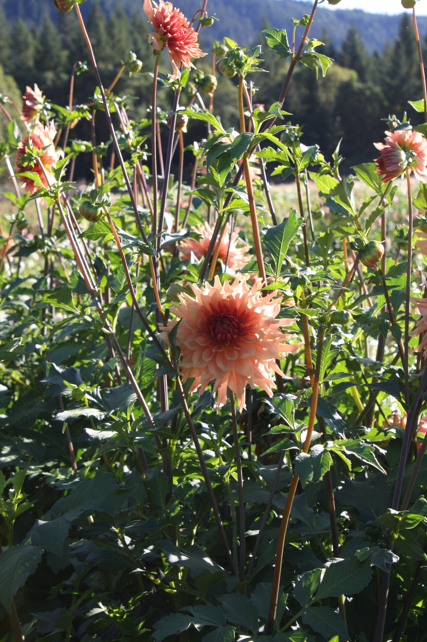 Terracotta Dahlia Tuber