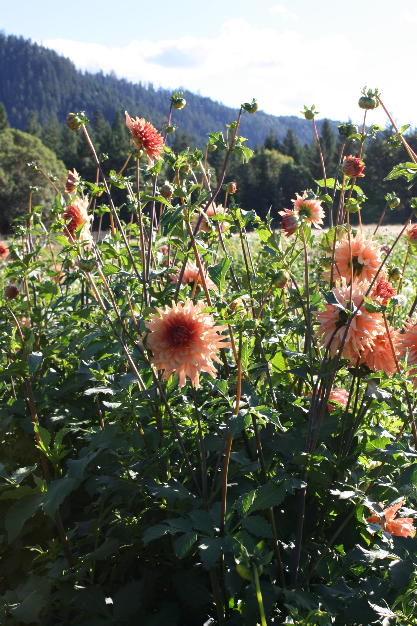Terracotta Dahlia Tuber