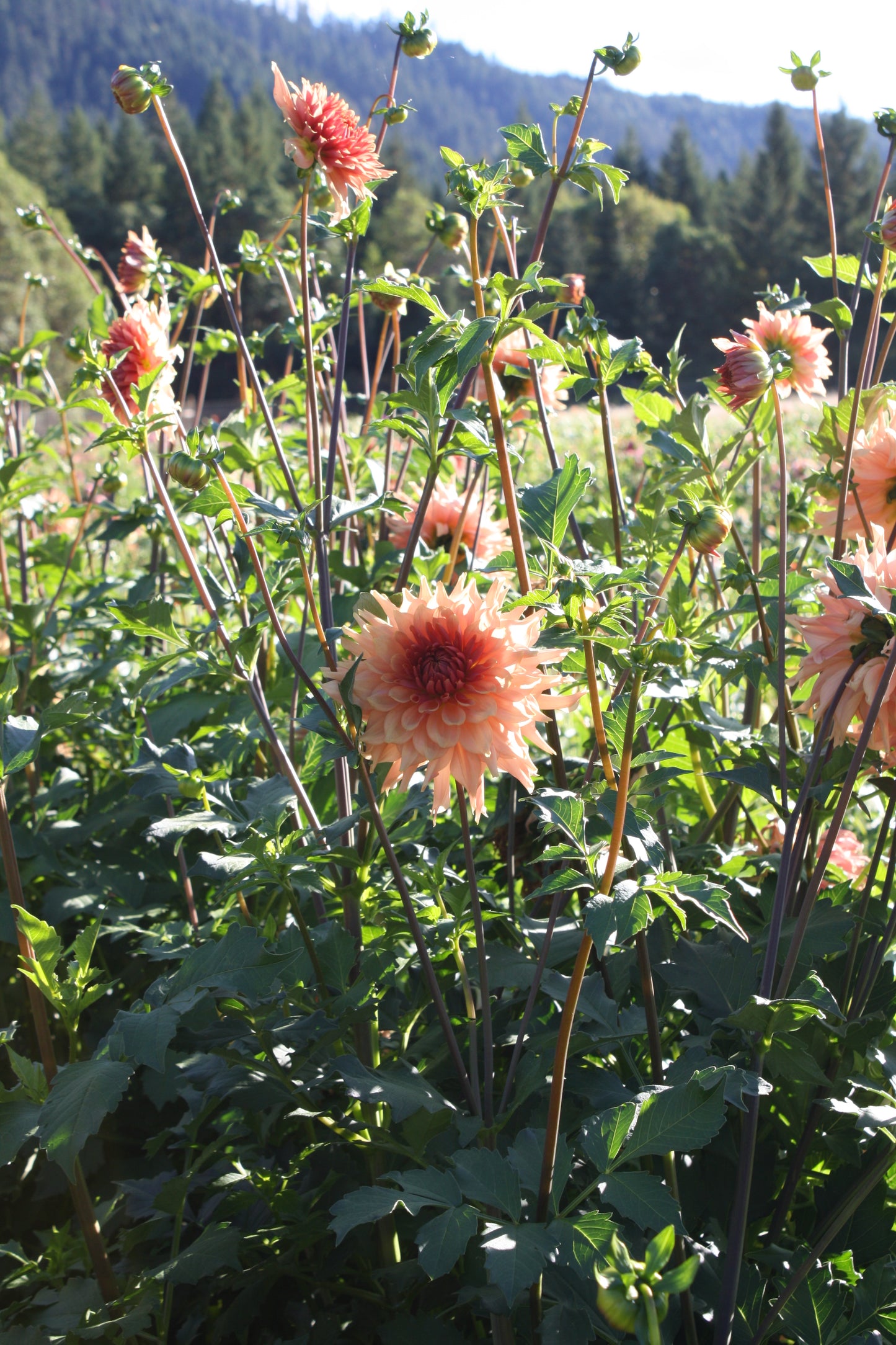 Terracotta Dahlia Tuber