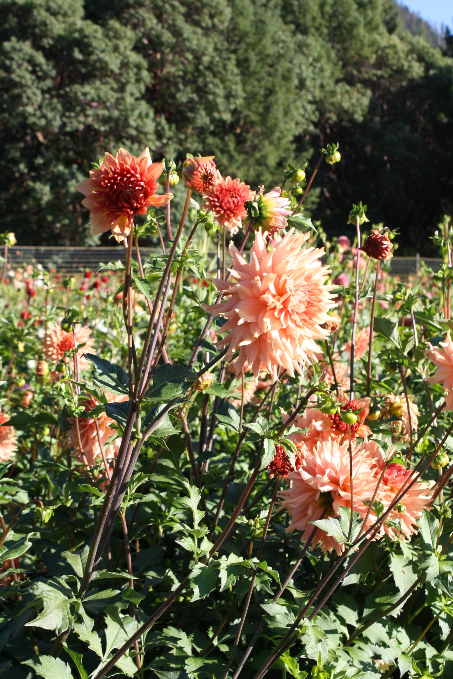 Terracotta Dahlia Tuber