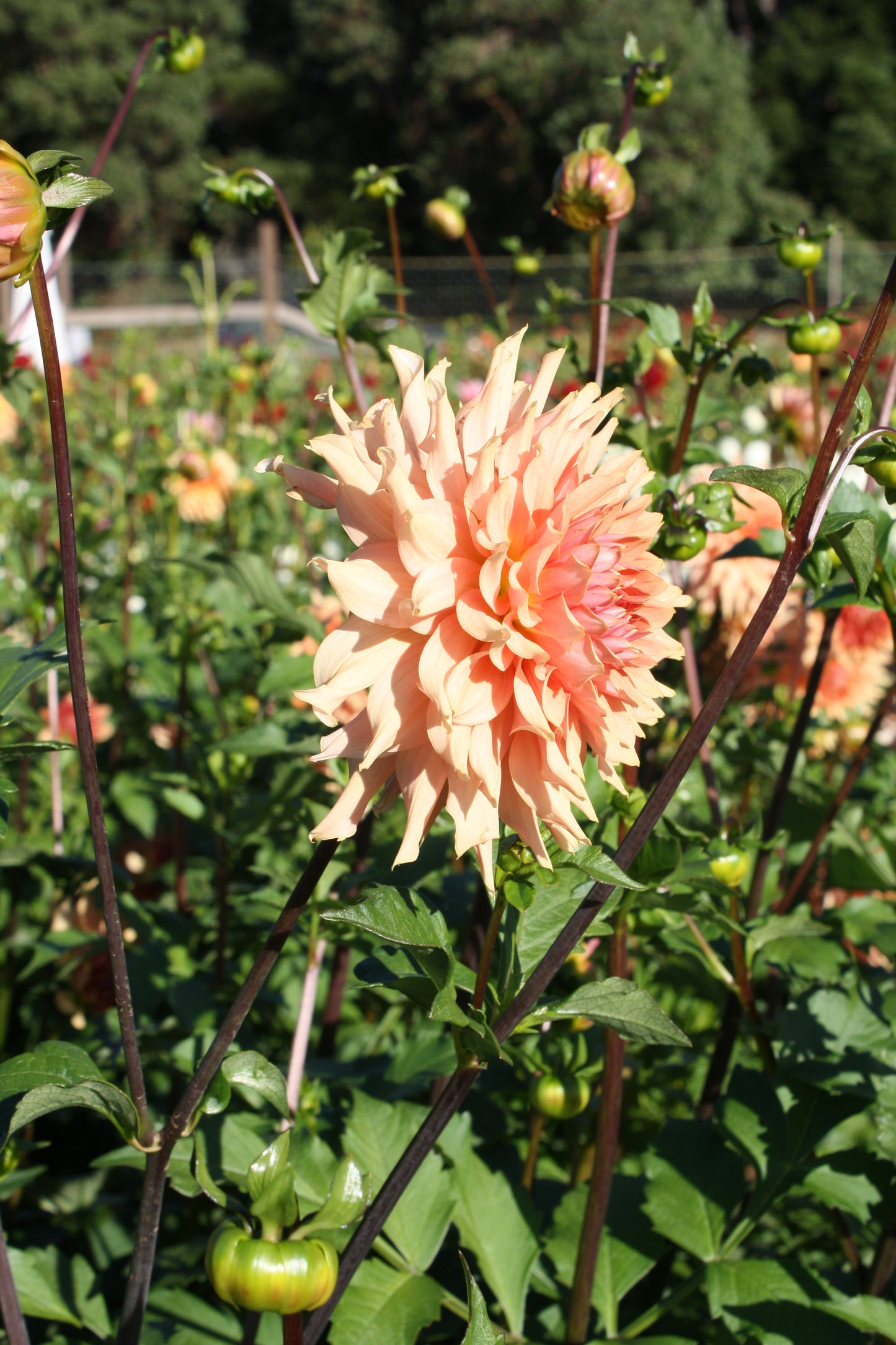 Terracotta Dahlia Tuber