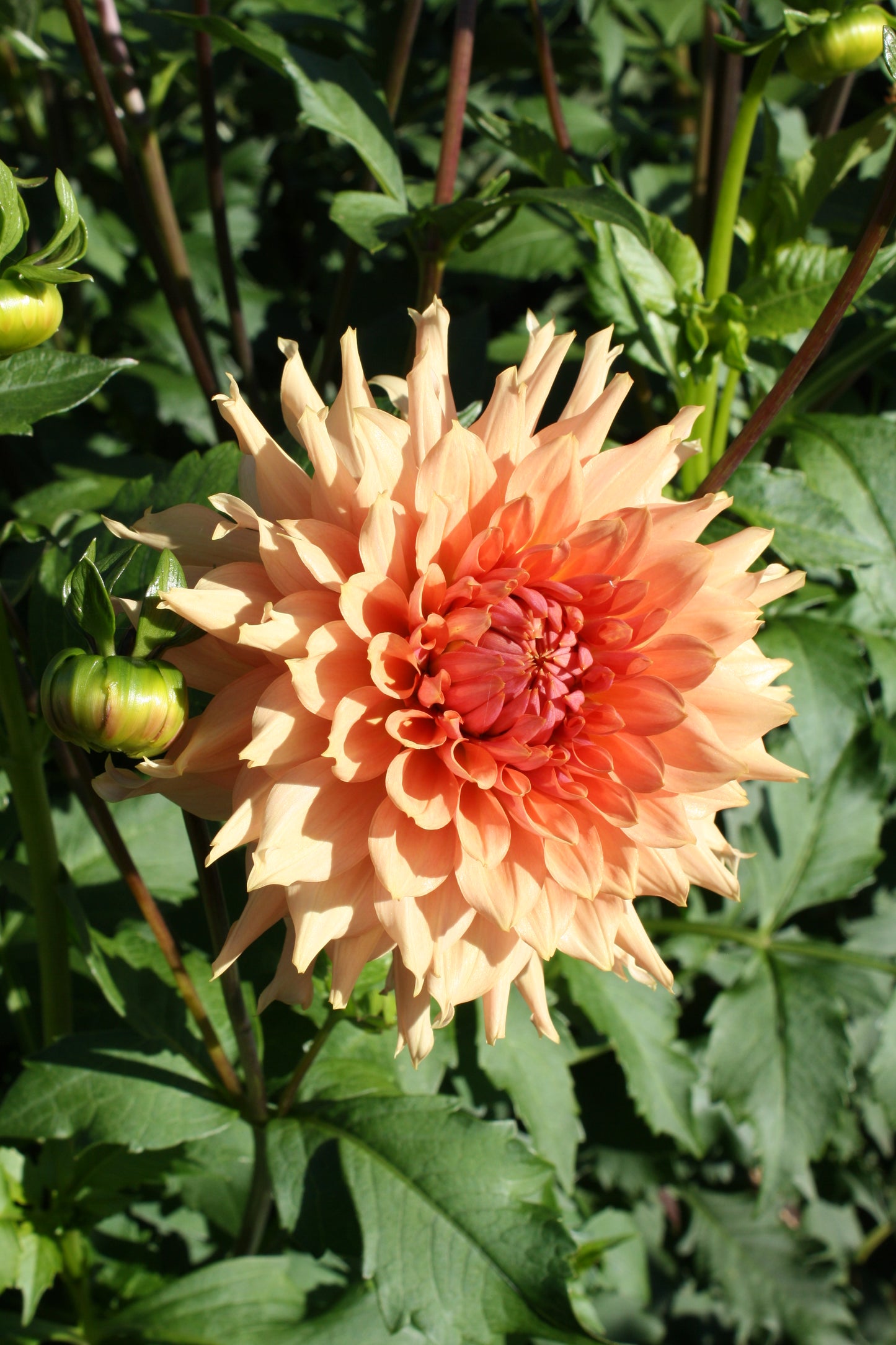 Terracotta Dahlia Tuber
