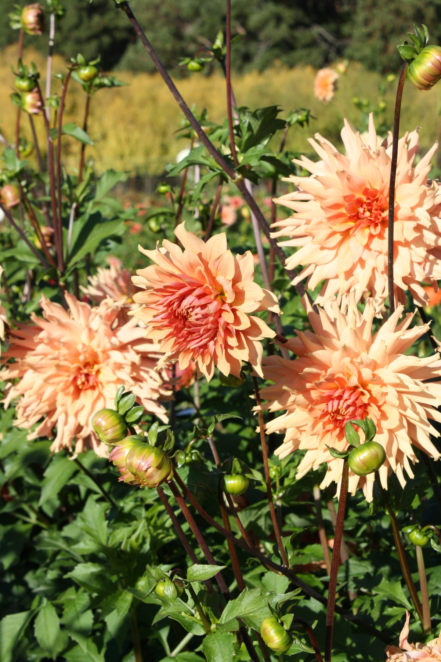 Terracotta Dahlia Tuber