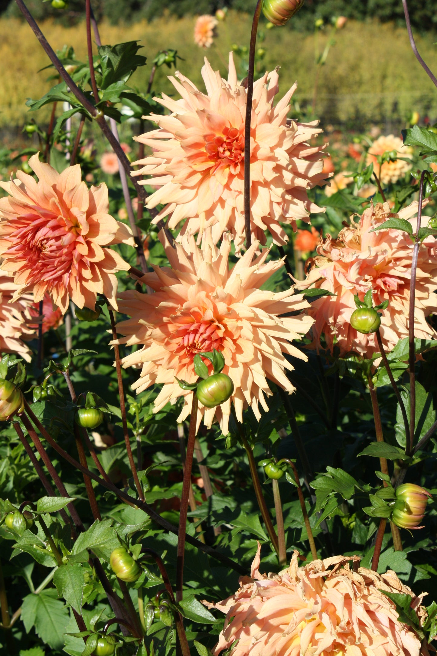 Terracotta Dahlia Tuber