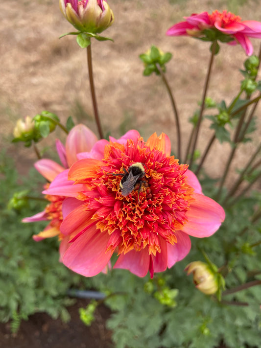 Totally Tangerine Dahlia Tuber