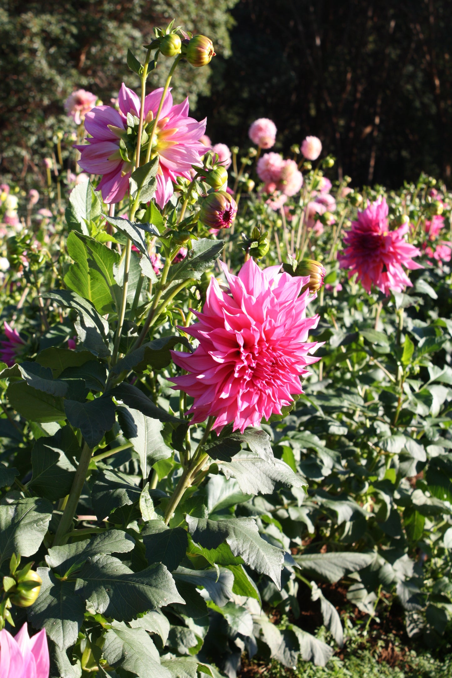 Cafe au Lait Rose Dahlia Tuber