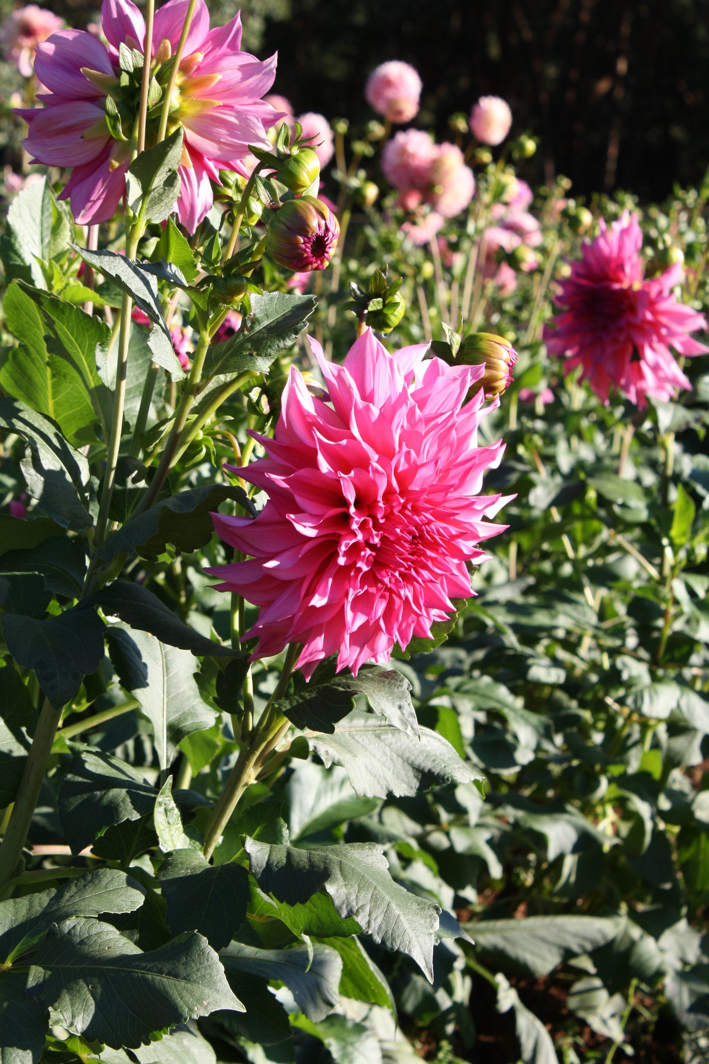 Cafe au Lait Rose Dahlia Tuber