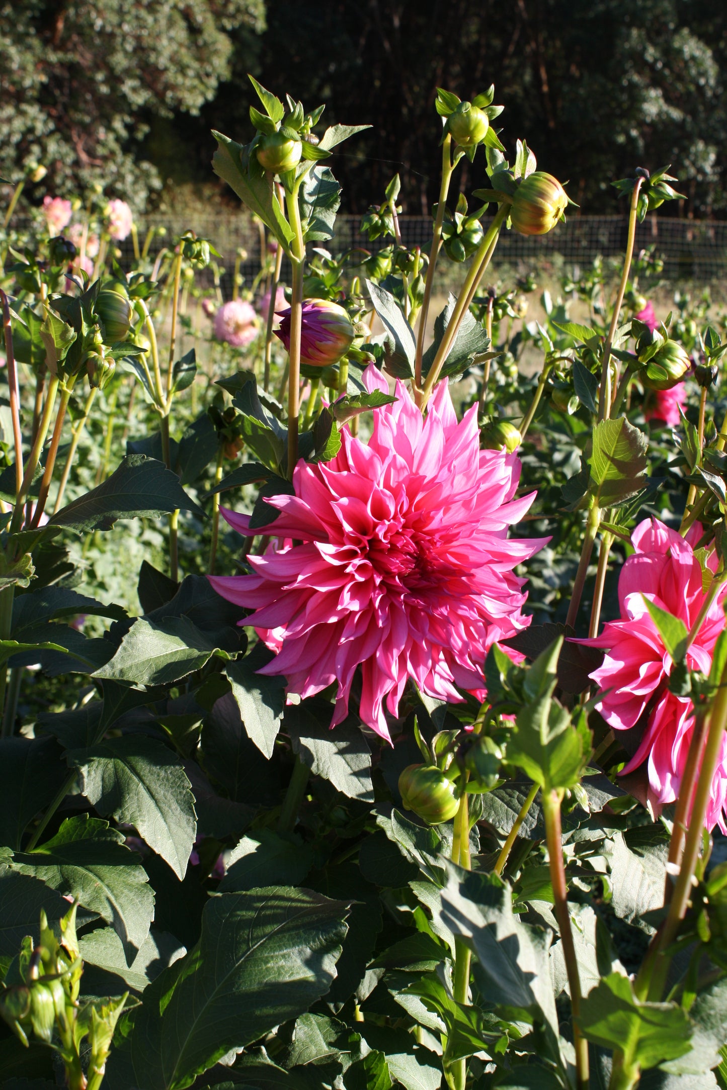 Cafe au Lait Rose Dahlia Tuber