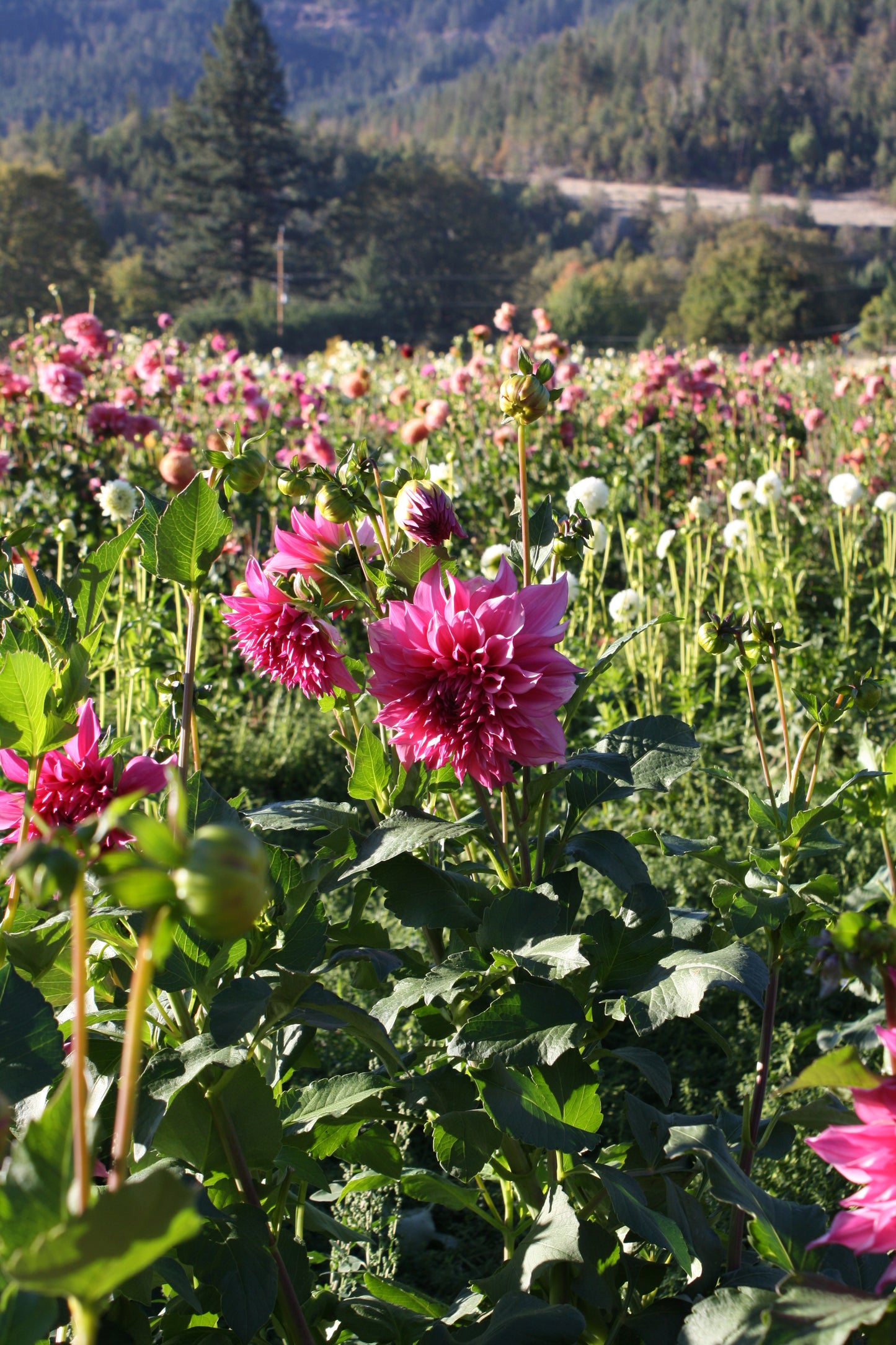 Cafe au Lait Rose Dahlia Tuber