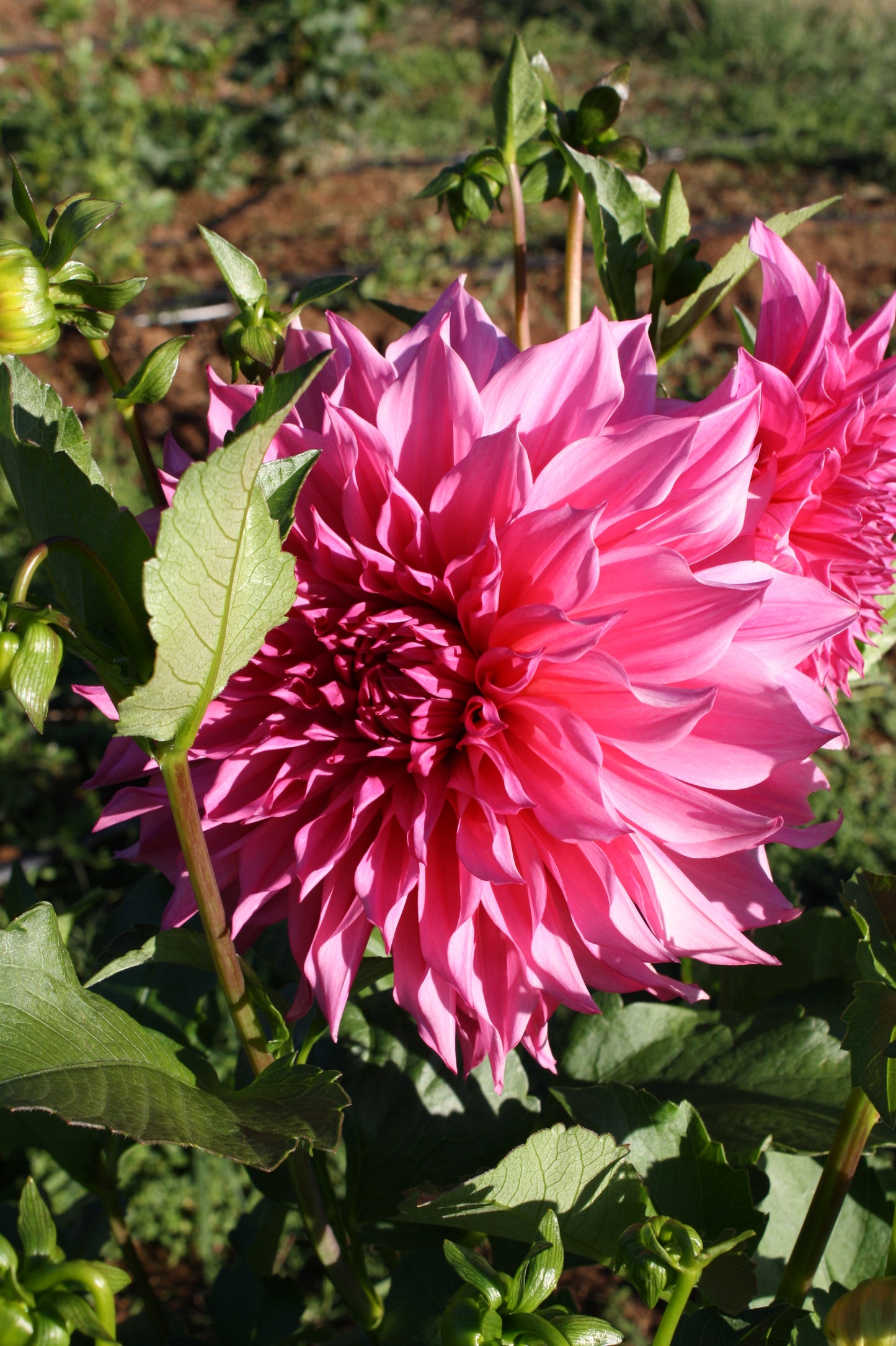 Cafe au Lait Rose Dahlia Tuber