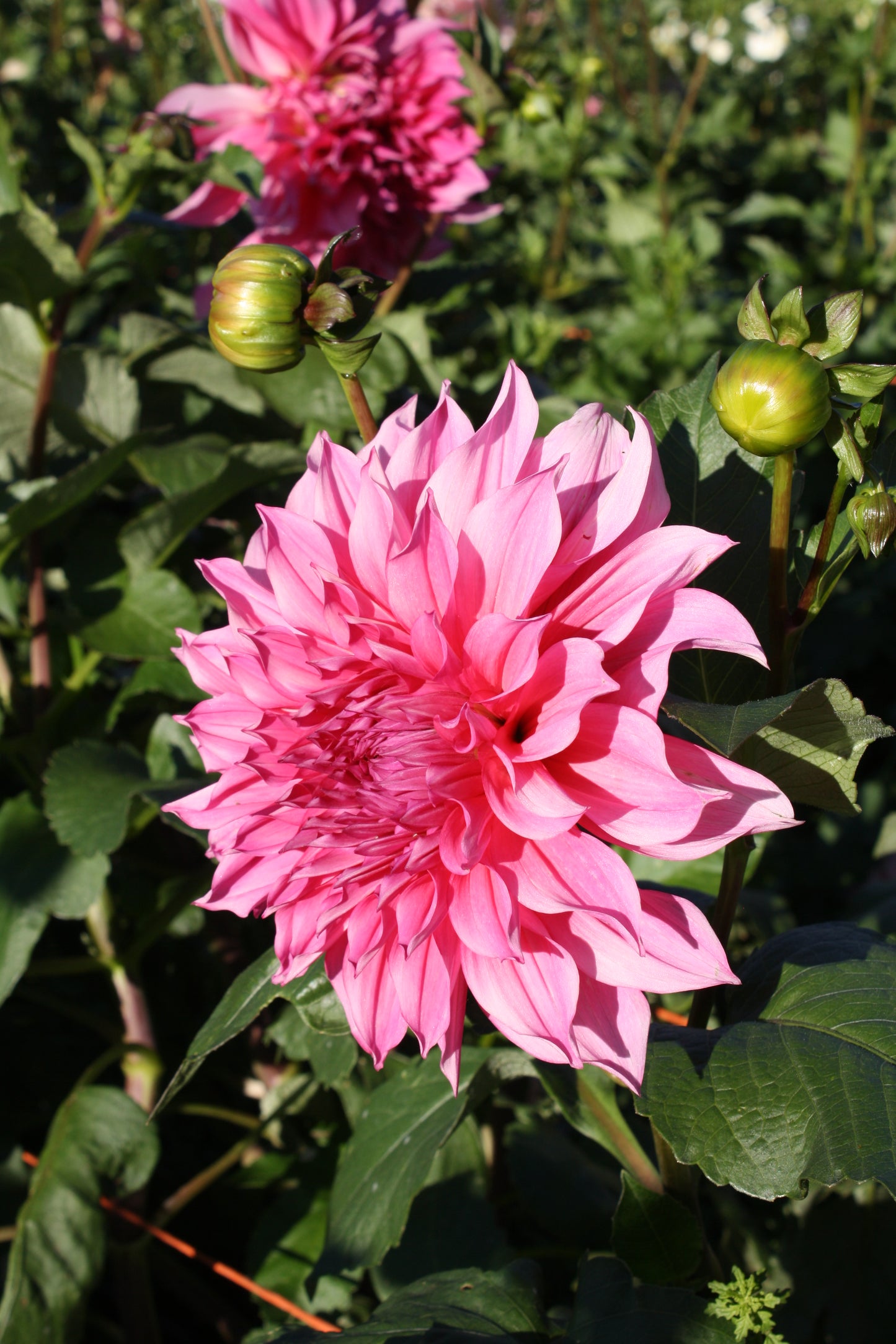 Cafe au Lait Rose Dahlia Tuber