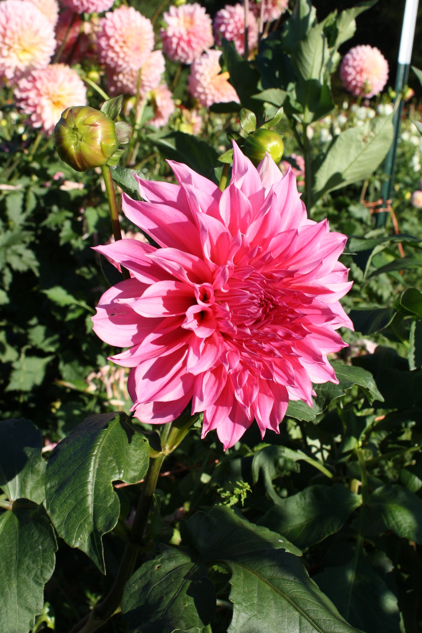 Cafe au Lait Rose Dahlia Tuber