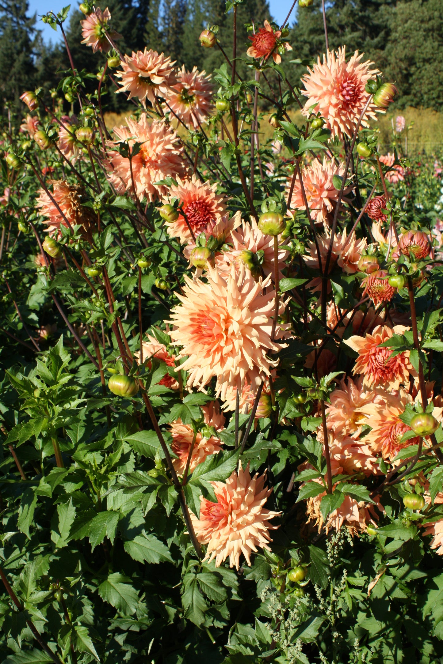 Terracotta Dahlia Tuber