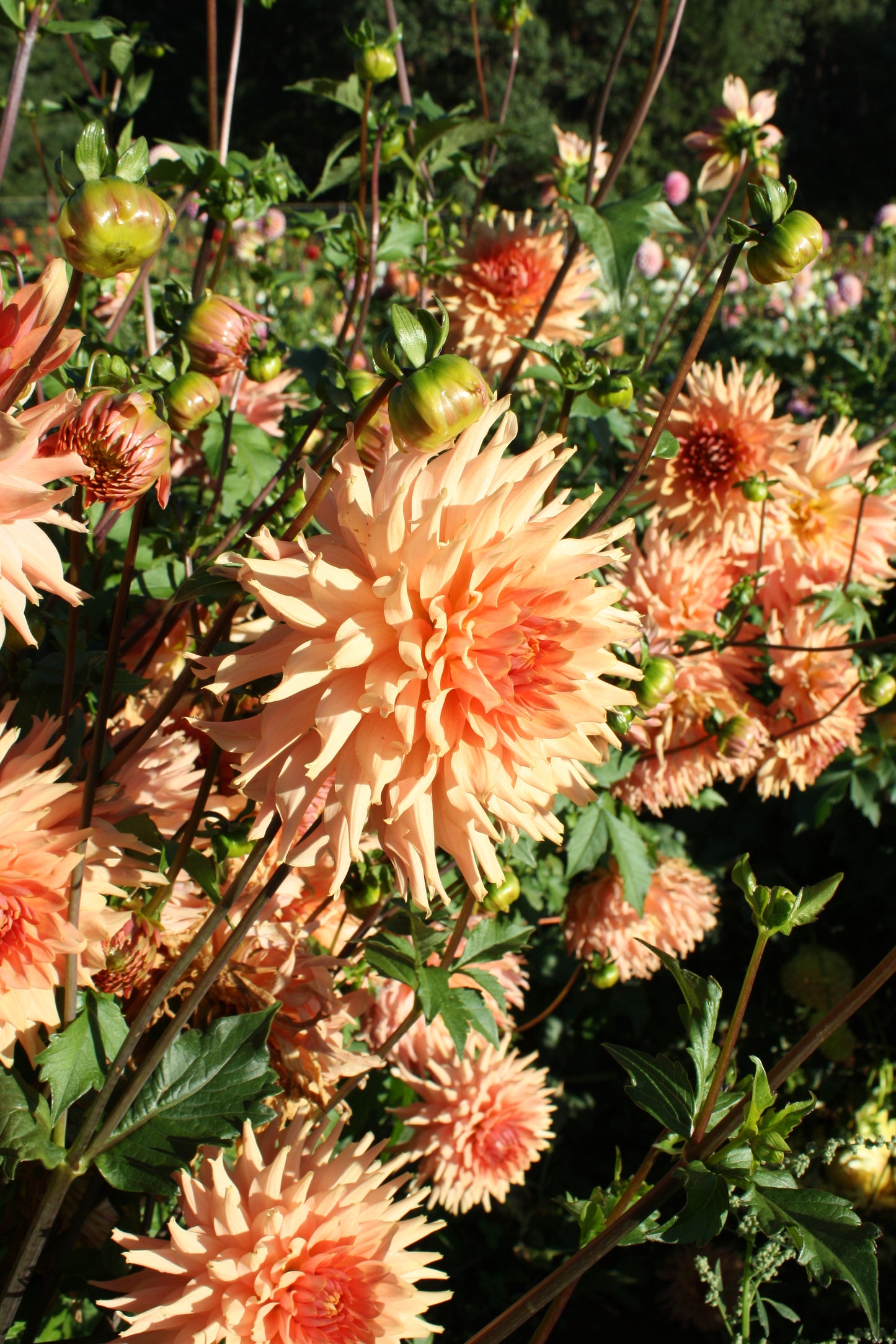 Terracotta Dahlia Tuber