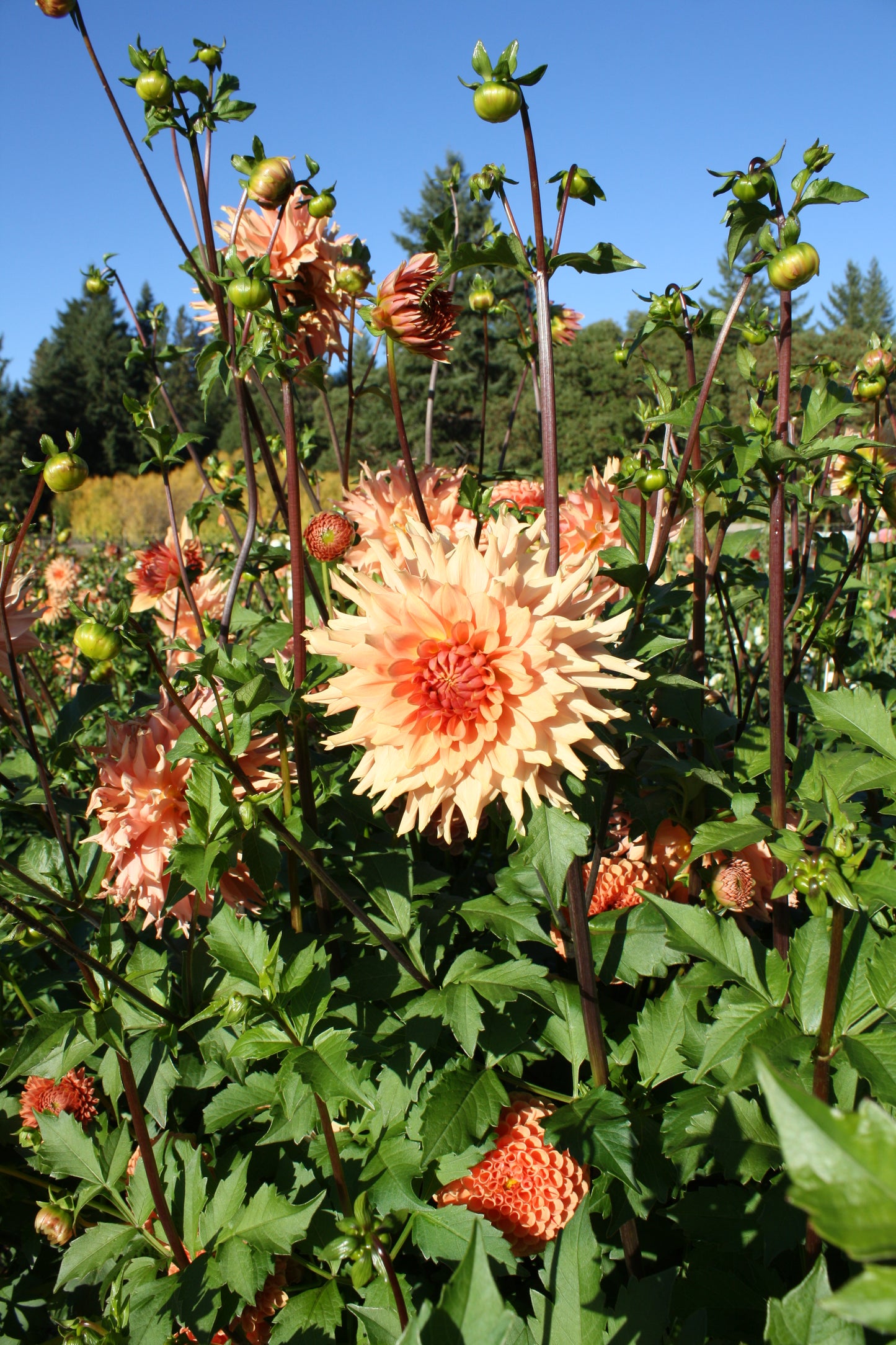 Terracotta Dahlia Tuber