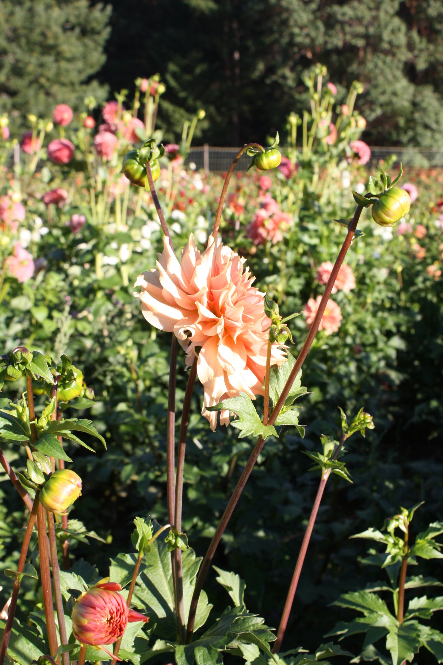 Terracotta Dahlia Tuber