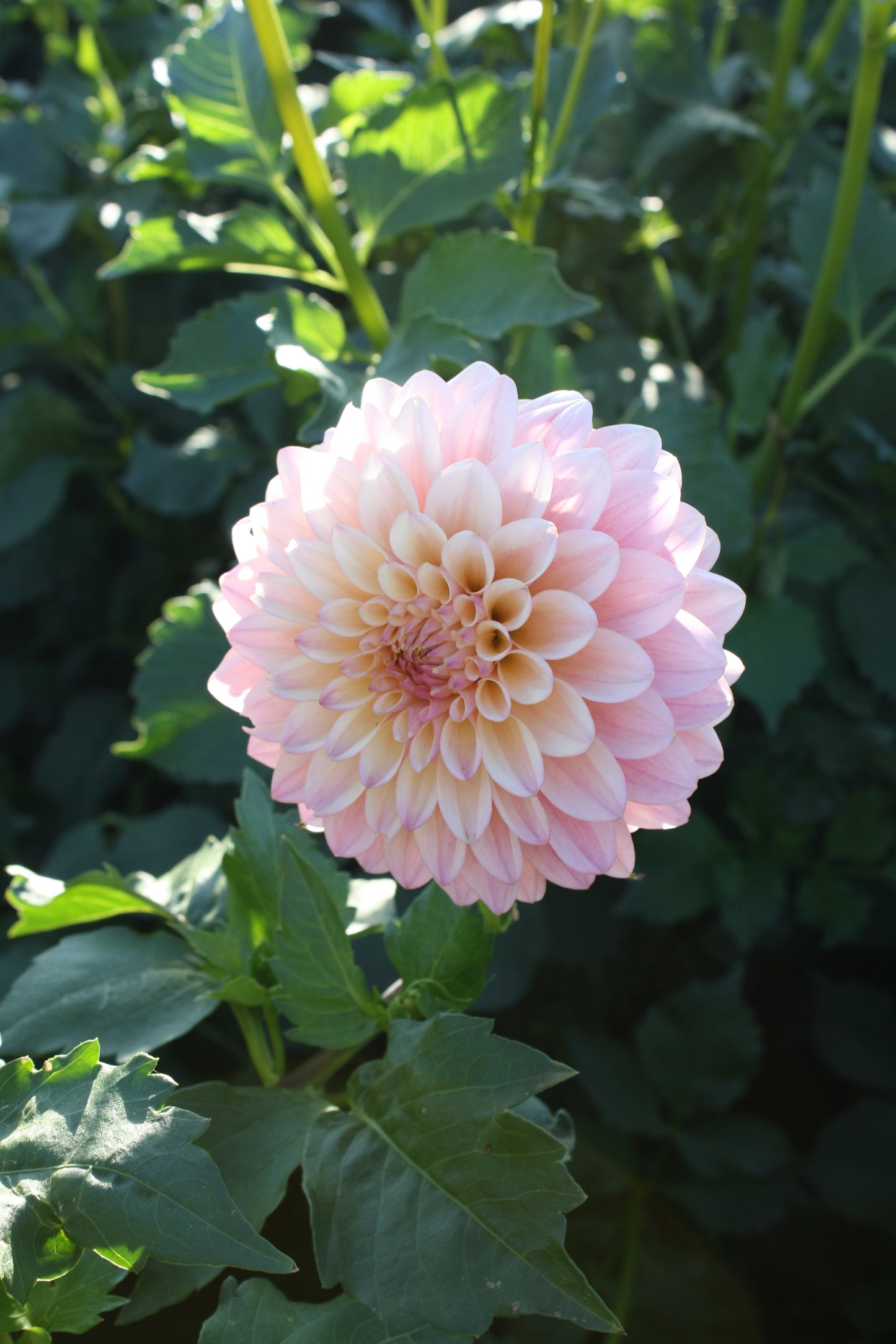 Castle Drive Dahlia Tuber