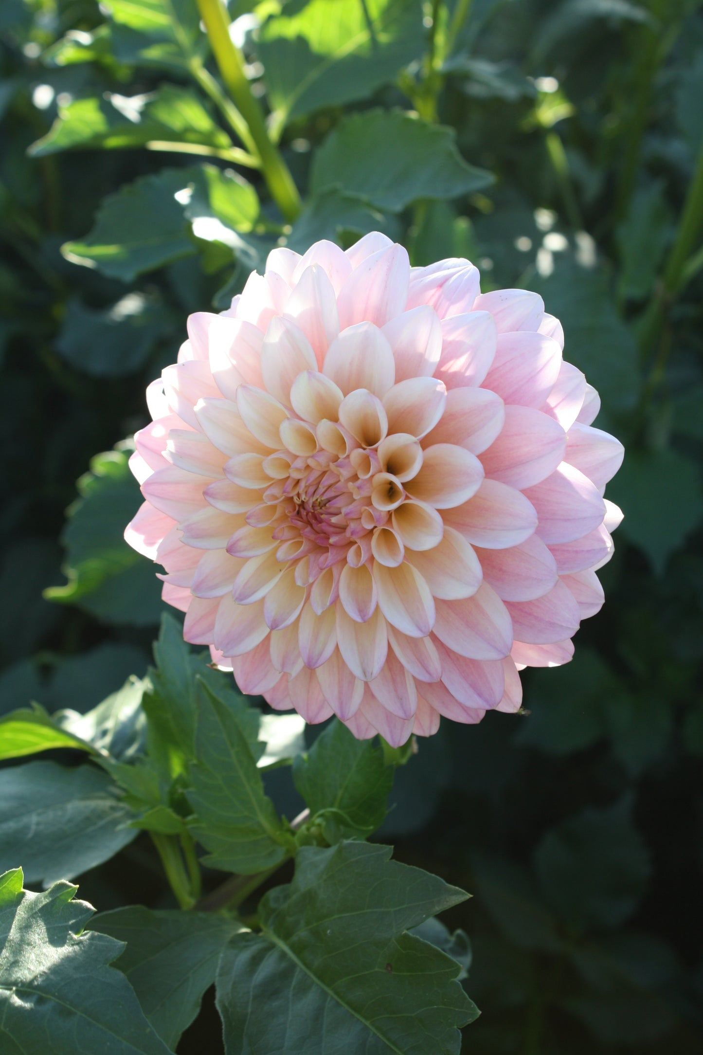 Castle Drive Dahlia Tuber
