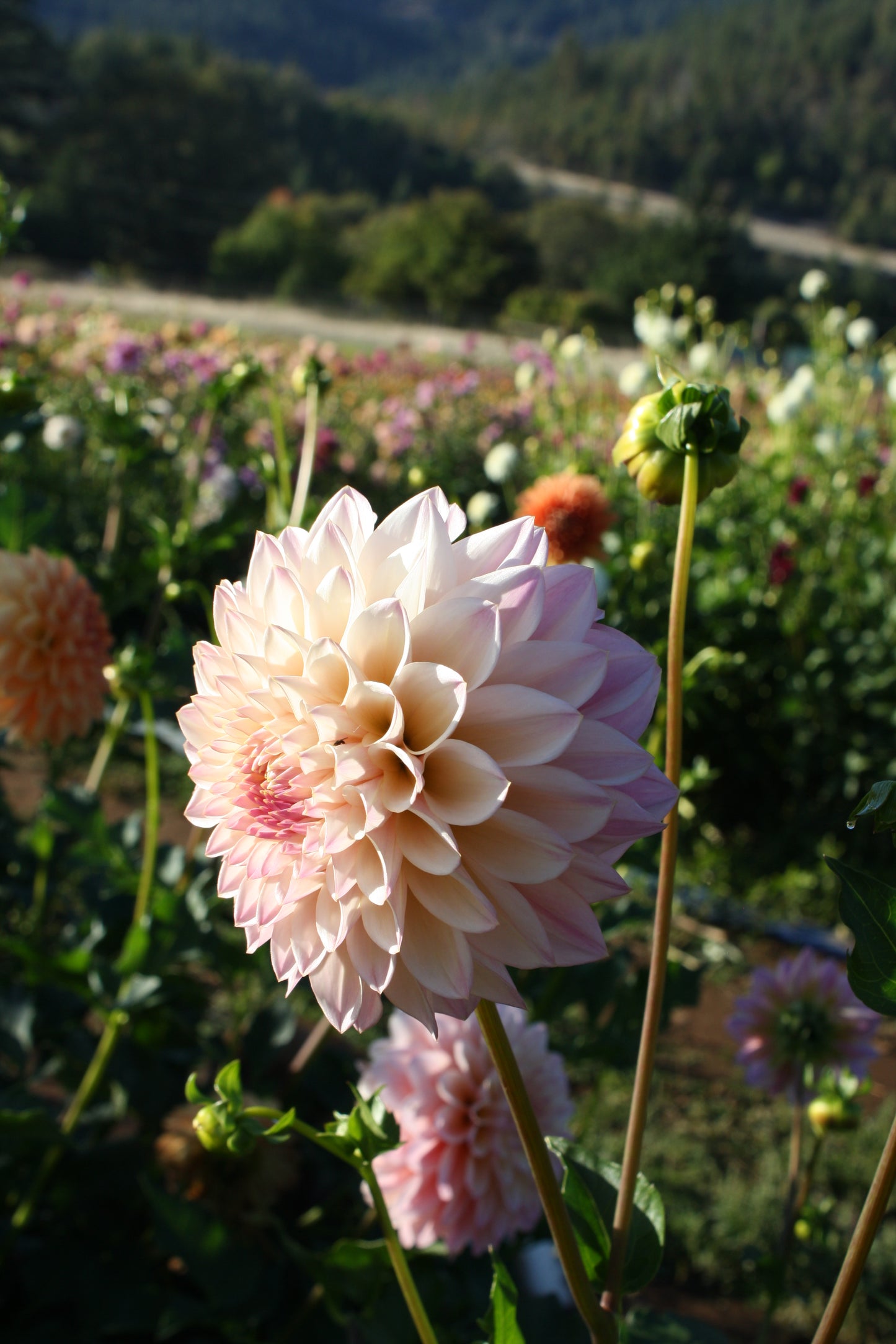 Castle Drive Dahlia Tuber
