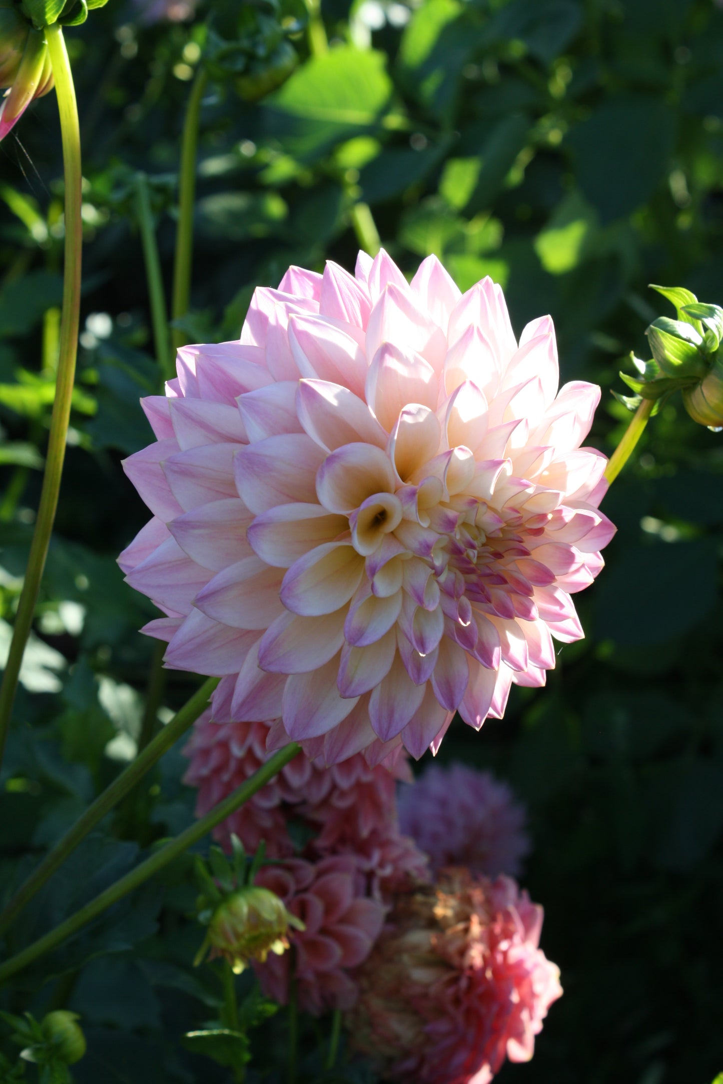 Castle Drive Dahlia Tuber