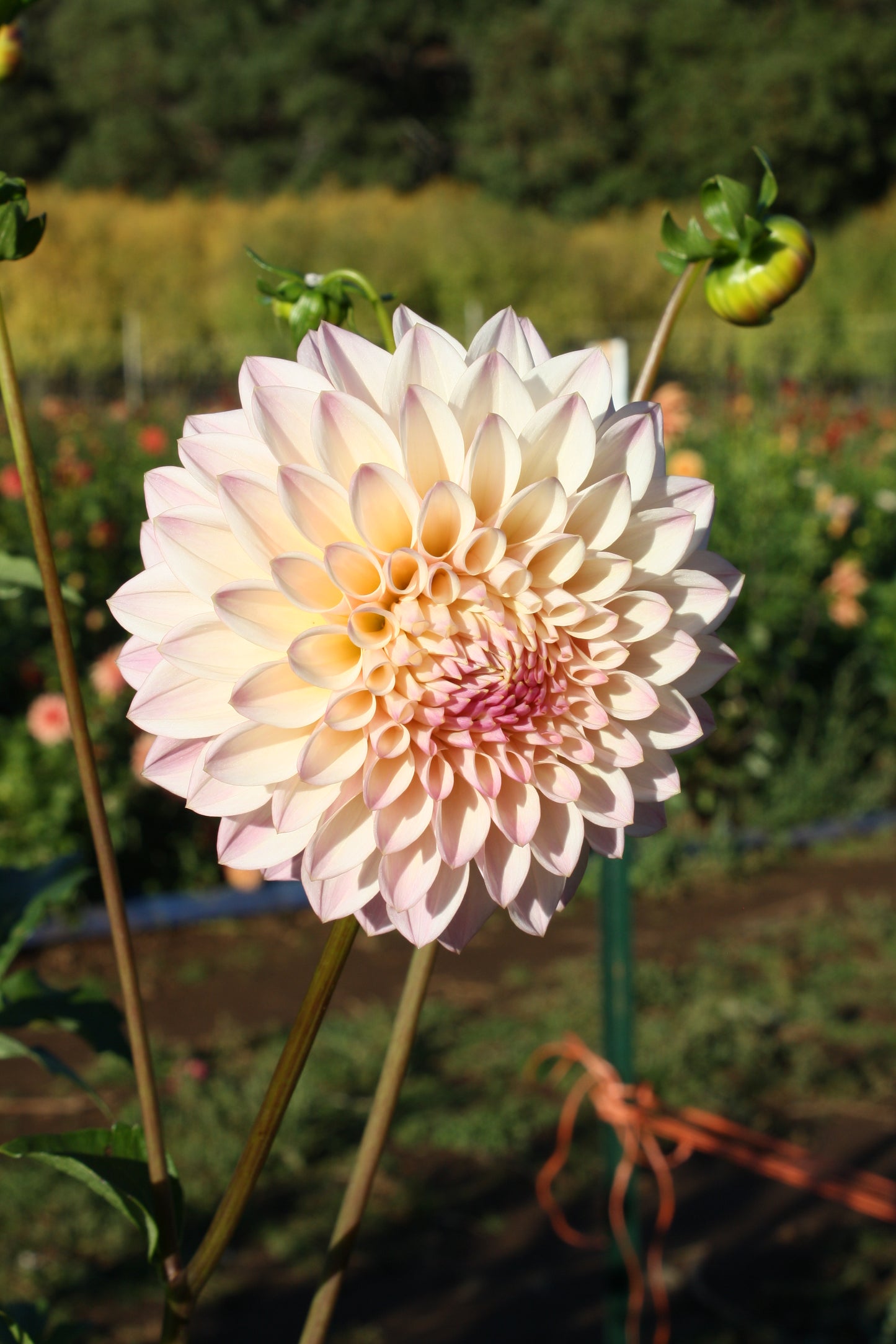 Castle Drive Dahlia Tuber