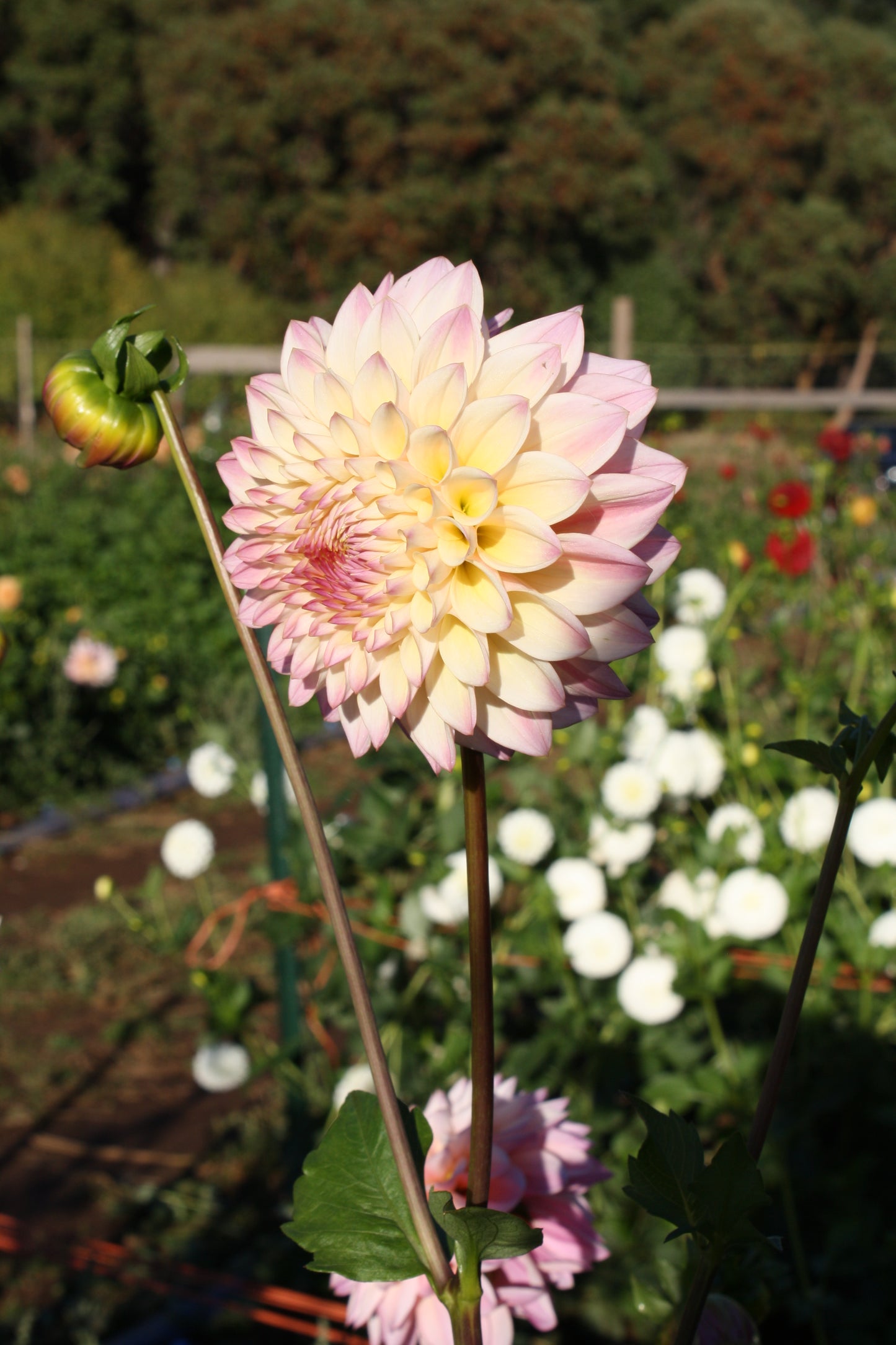 Castle Drive Dahlia Tuber