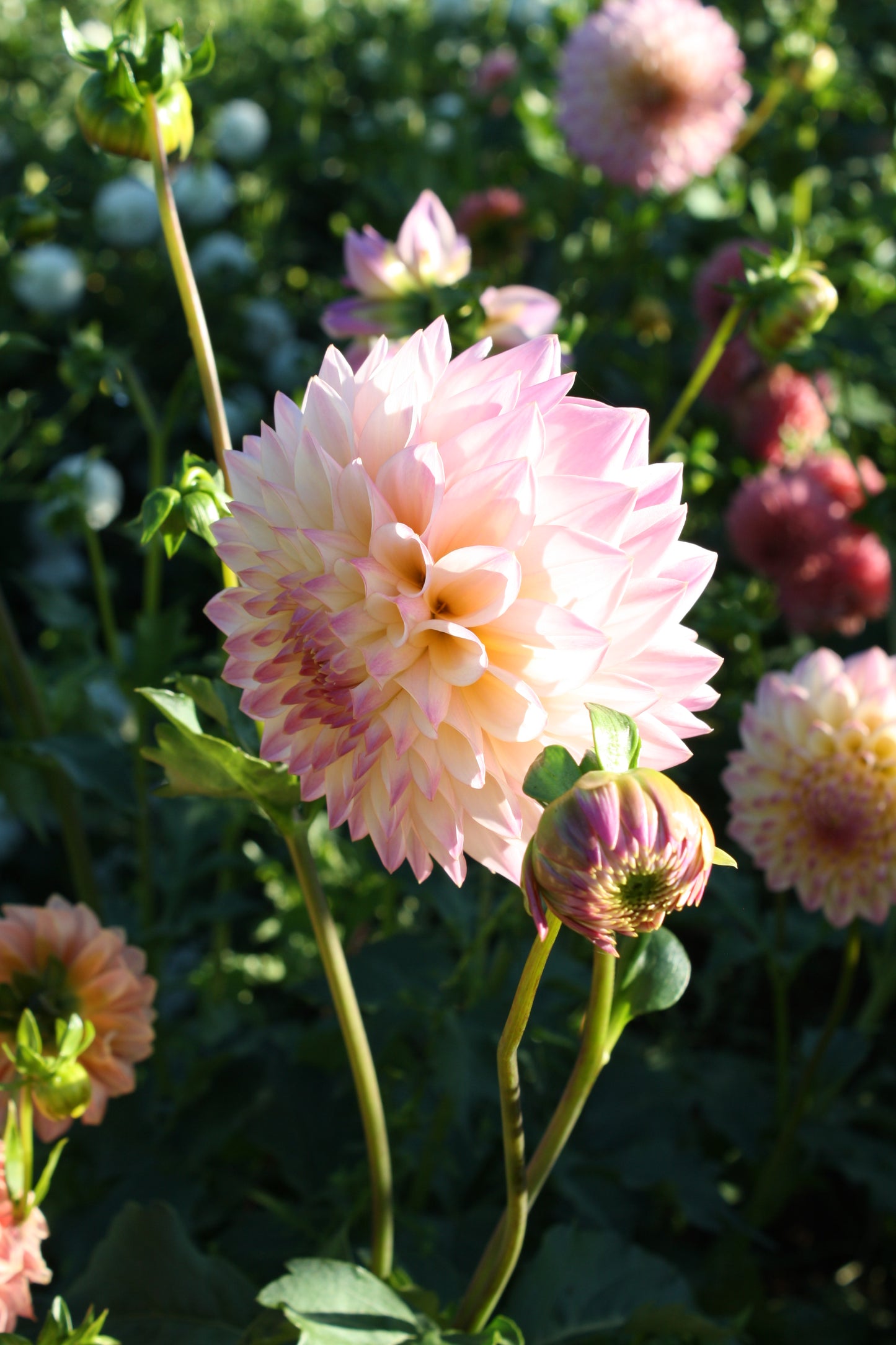 Castle Drive Dahlia Tuber