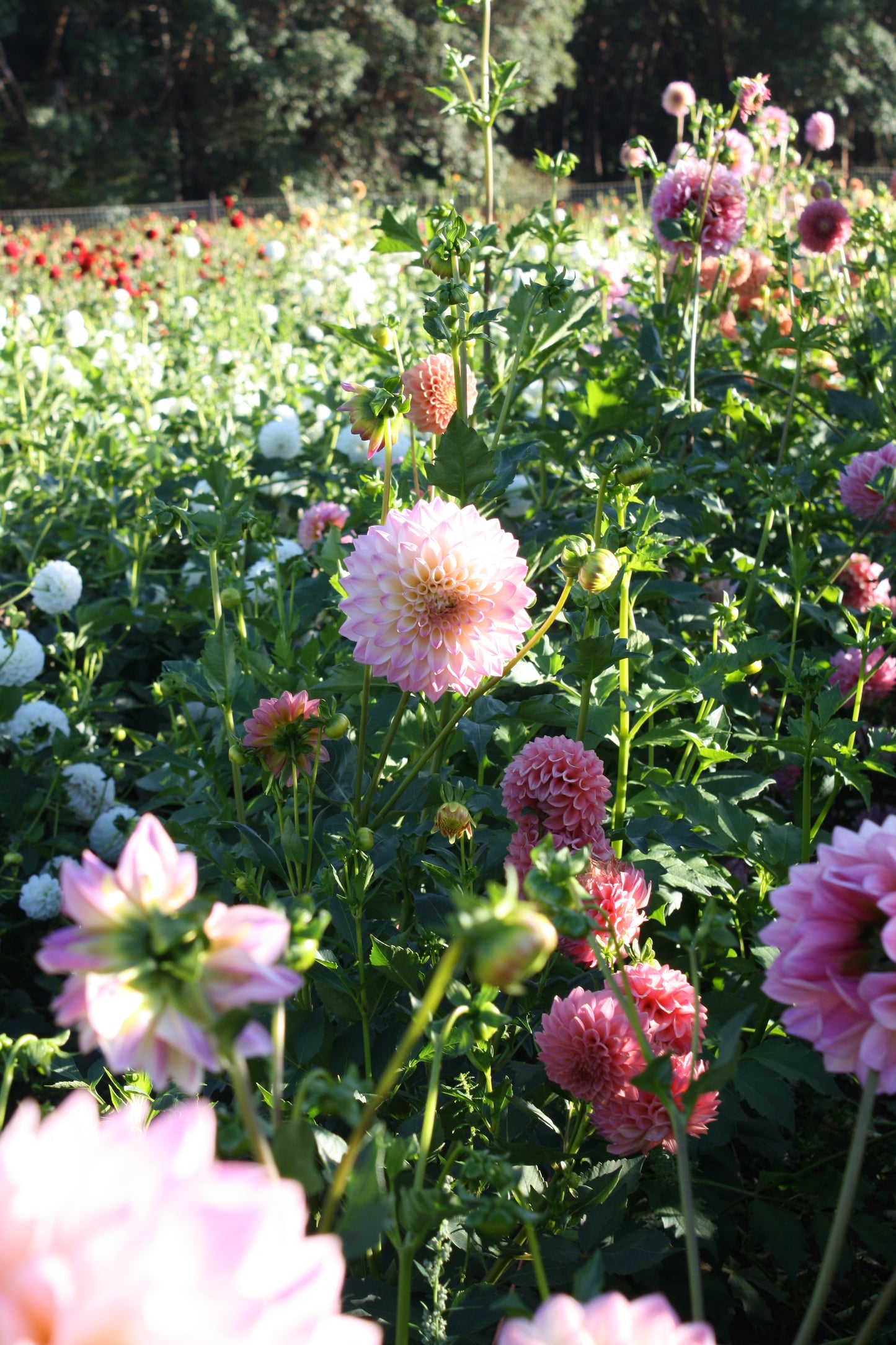 Castle Drive Dahlia Tuber