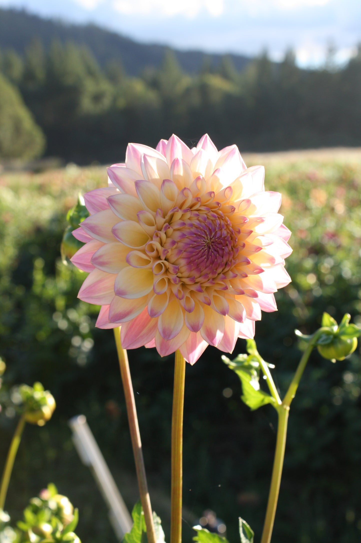Castle Drive Dahlia Tuber