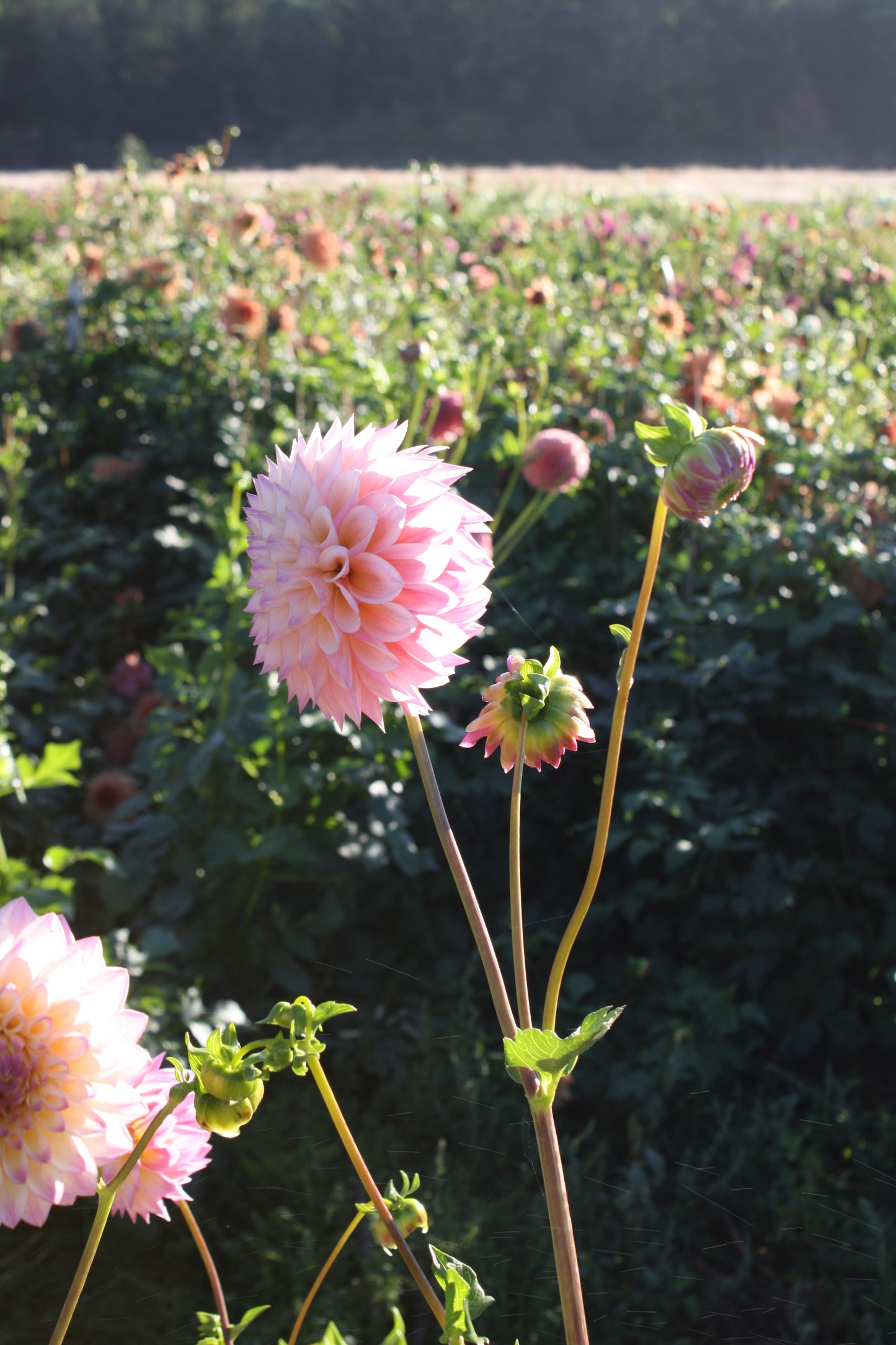 Castle Drive Dahlia Tuber