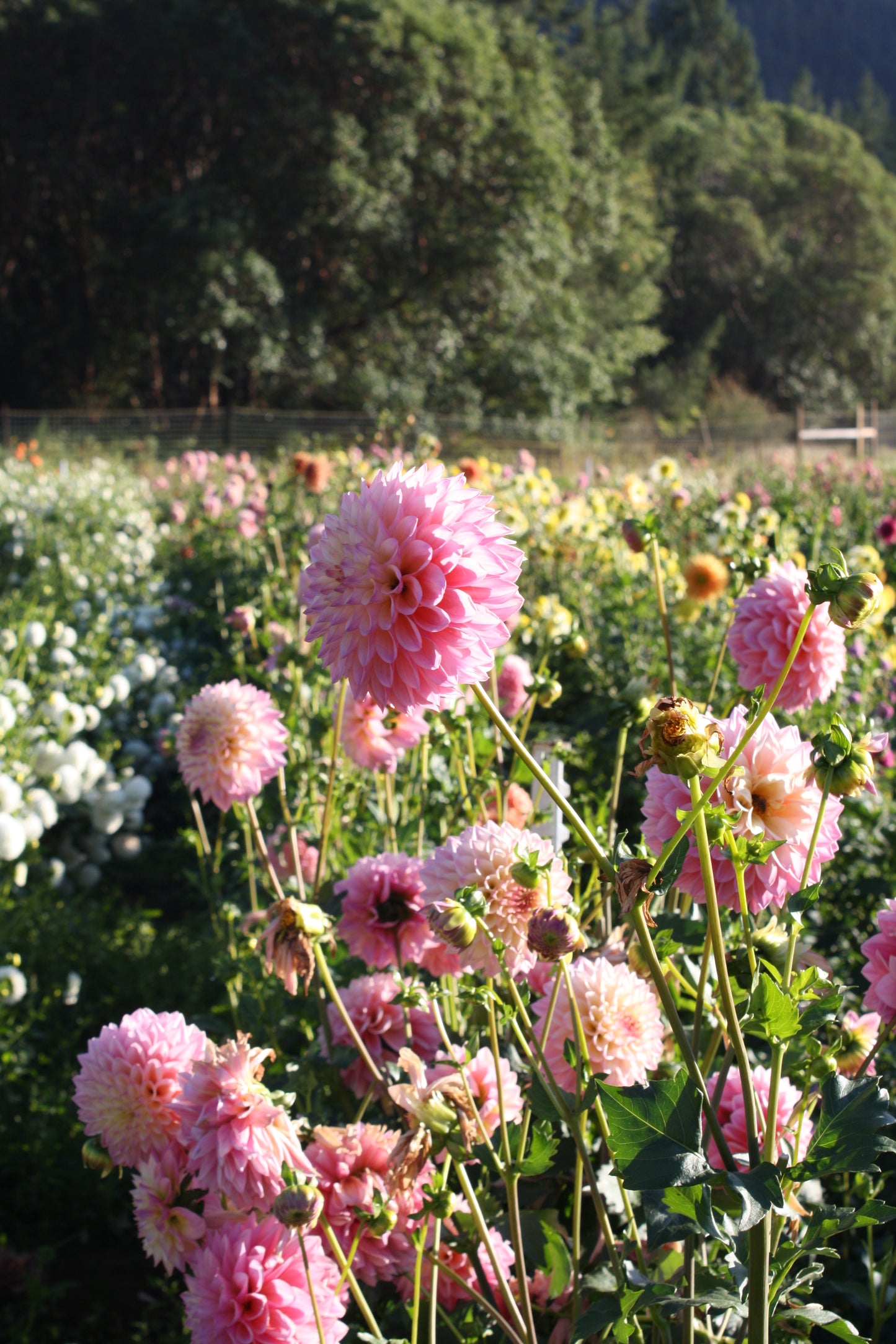 Castle Drive Dahlia Tuber
