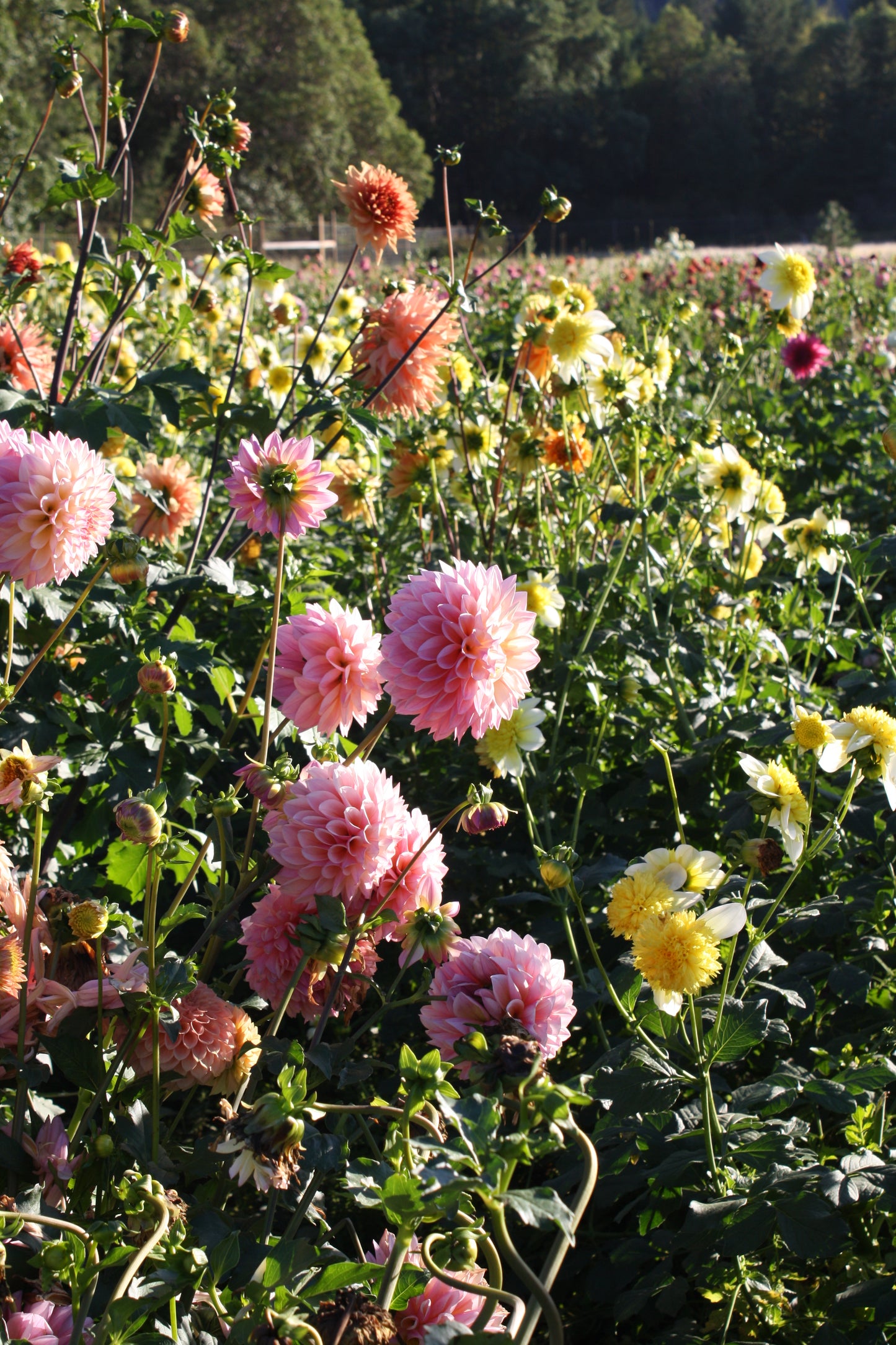 Castle Drive Dahlia Tuber