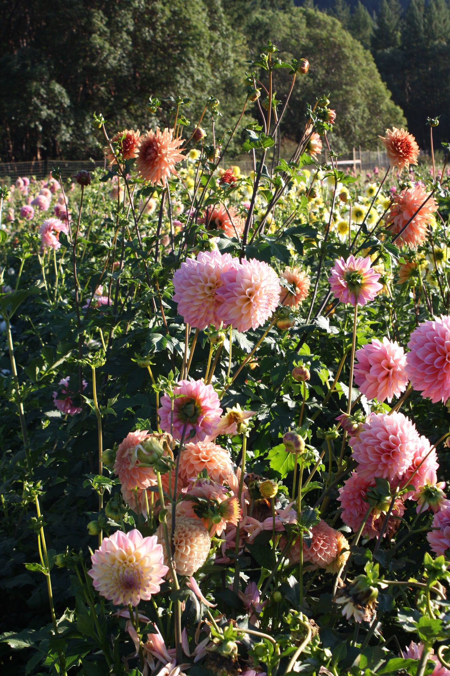 Castle Drive Dahlia Tuber
