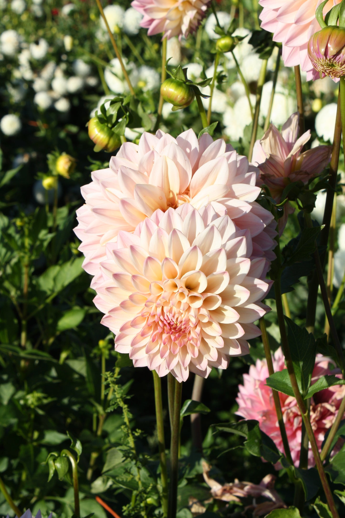 Castle Drive Dahlia Tuber