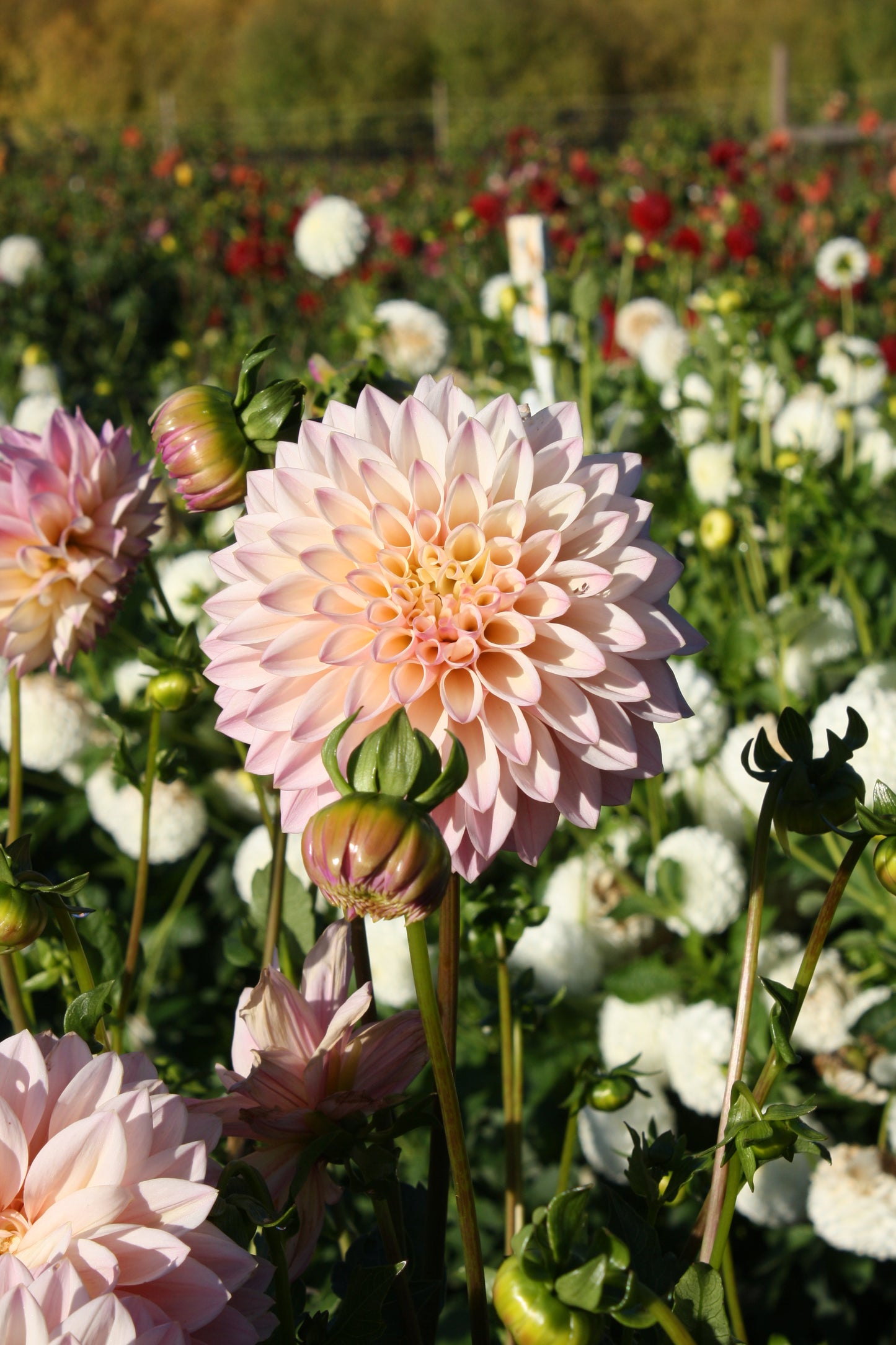 Castle Drive Dahlia Tuber