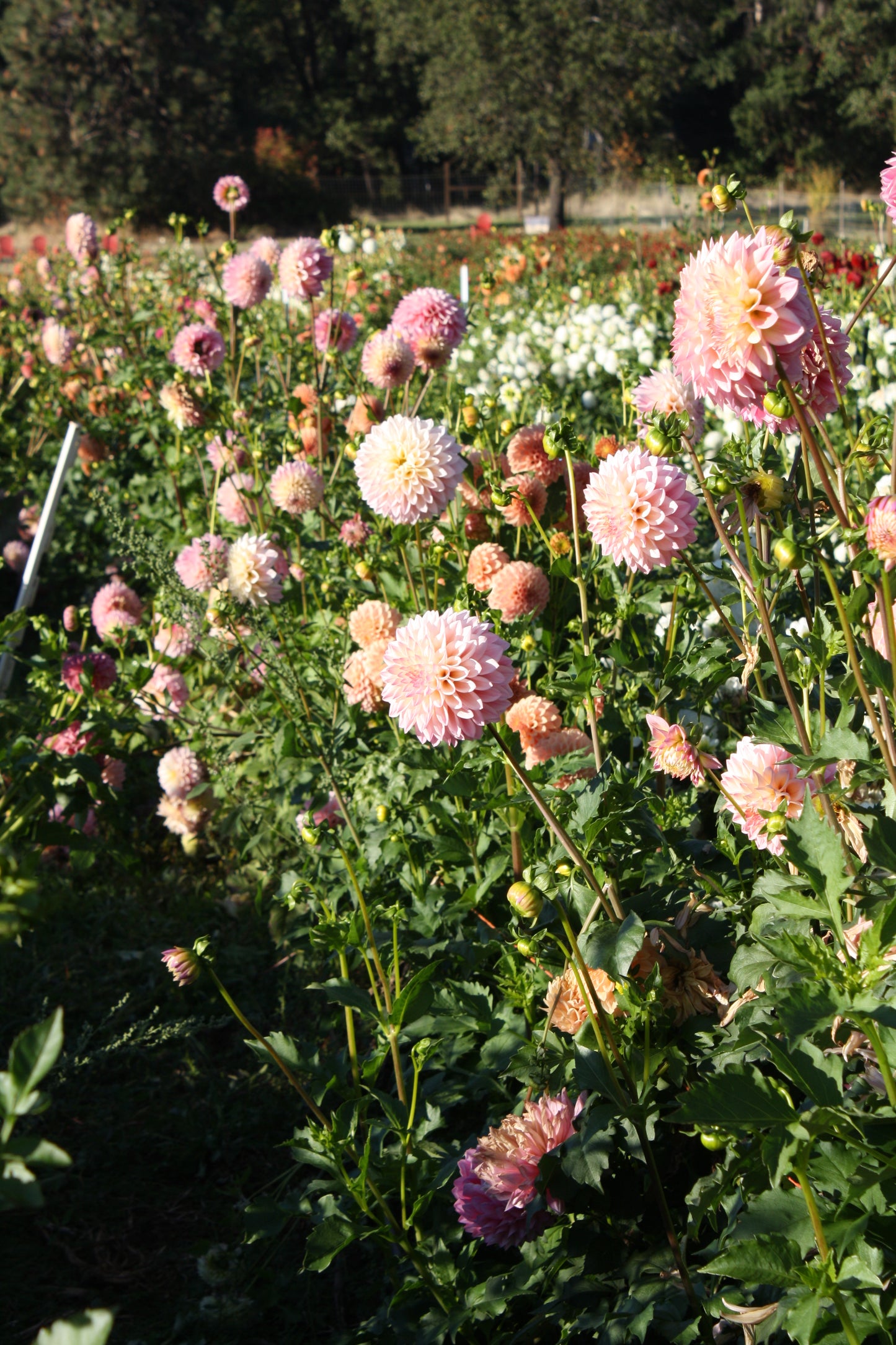 Castle Drive Dahlia Tuber