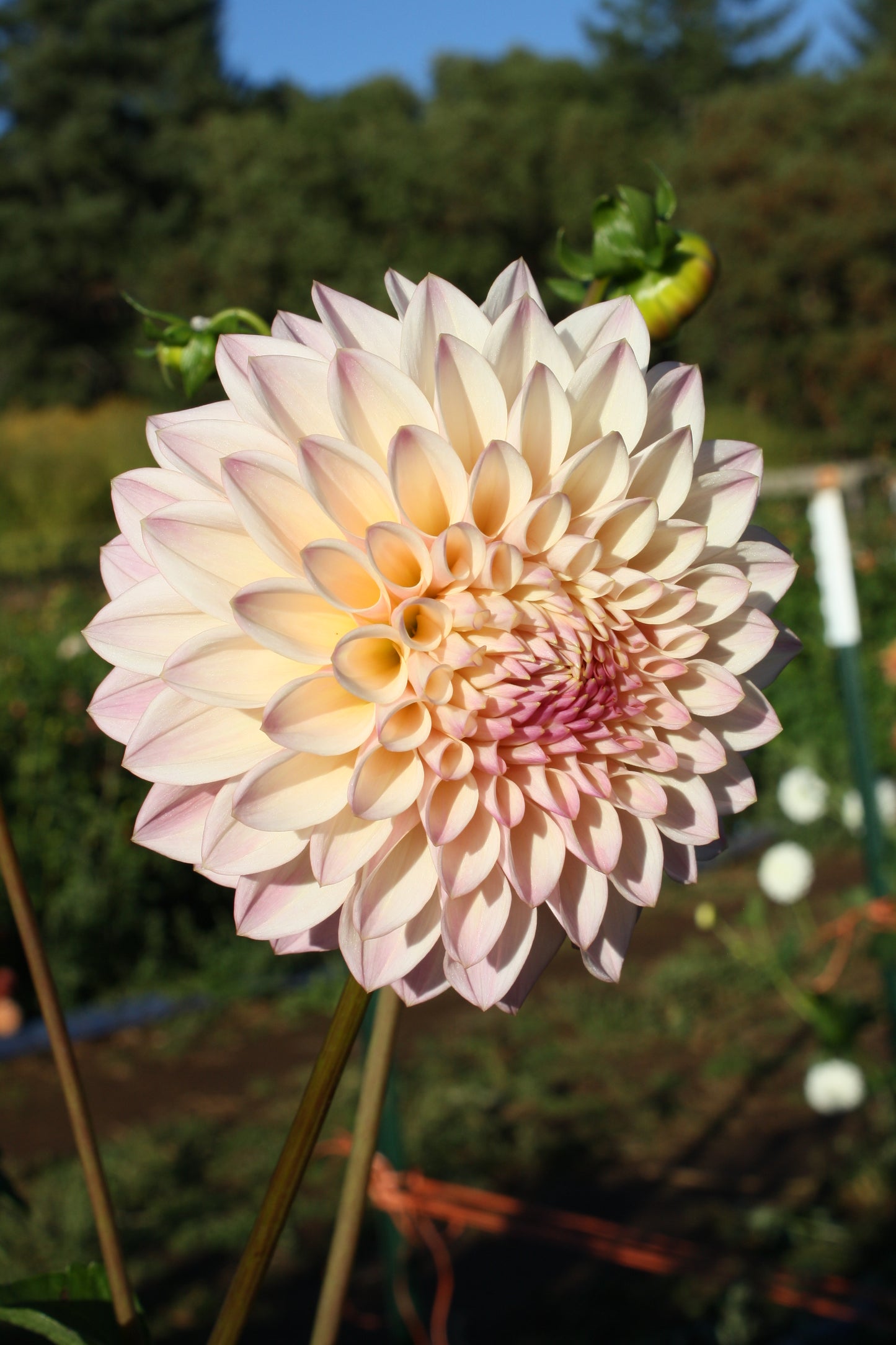 Castle Drive Dahlia Tuber