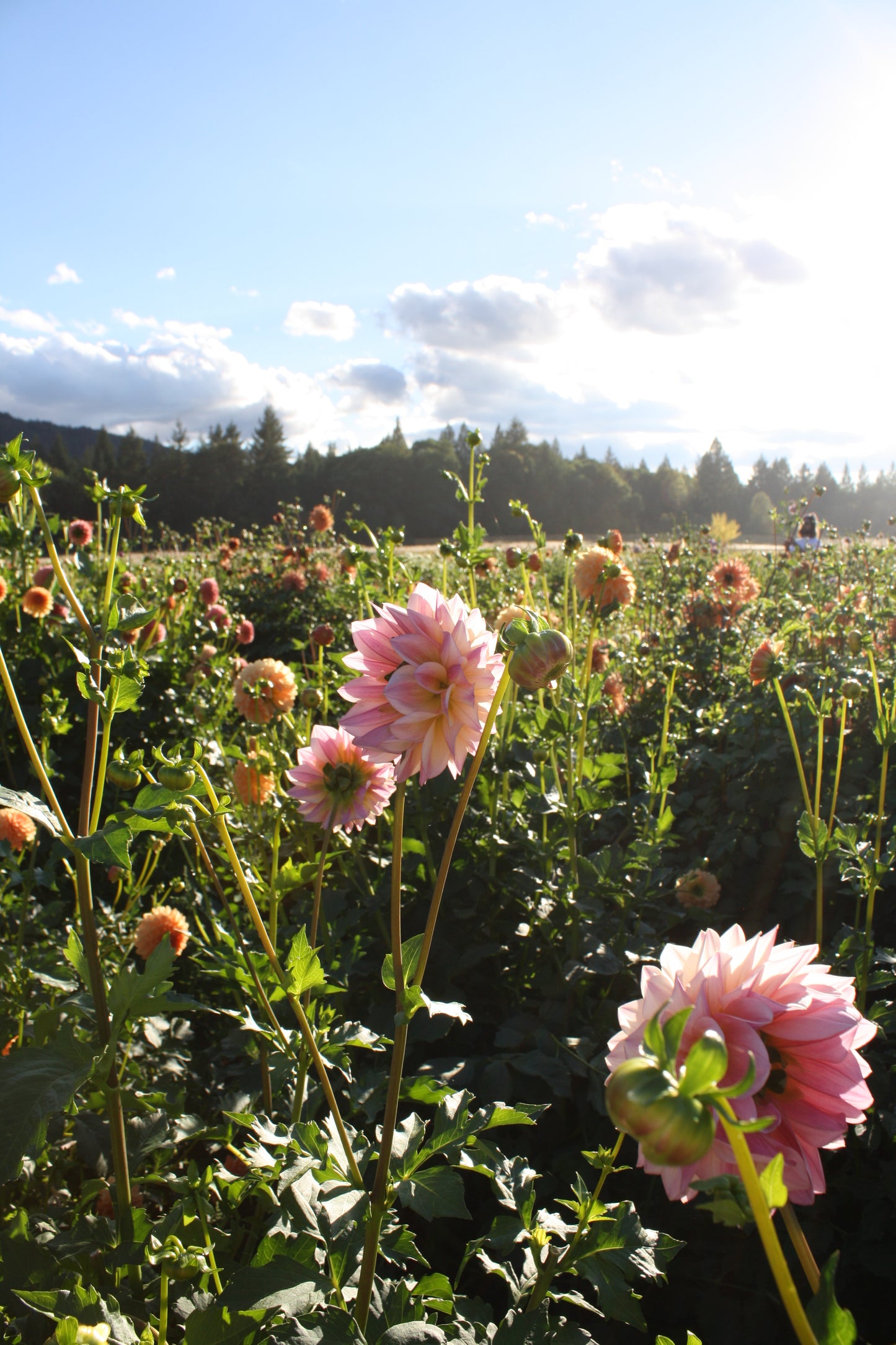 Castle Drive Dahlia Tuber
