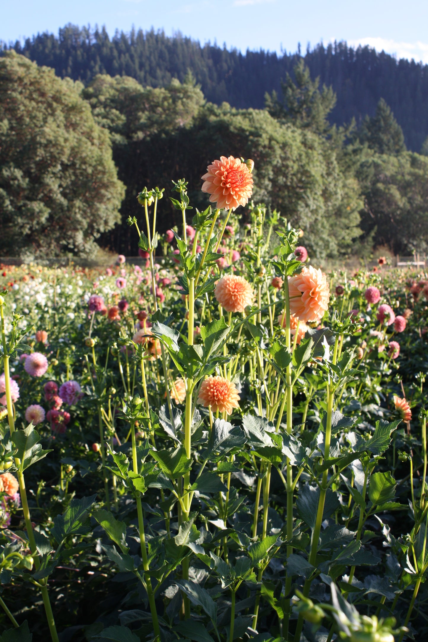 Lakeview Lucky Dahlia Tuber