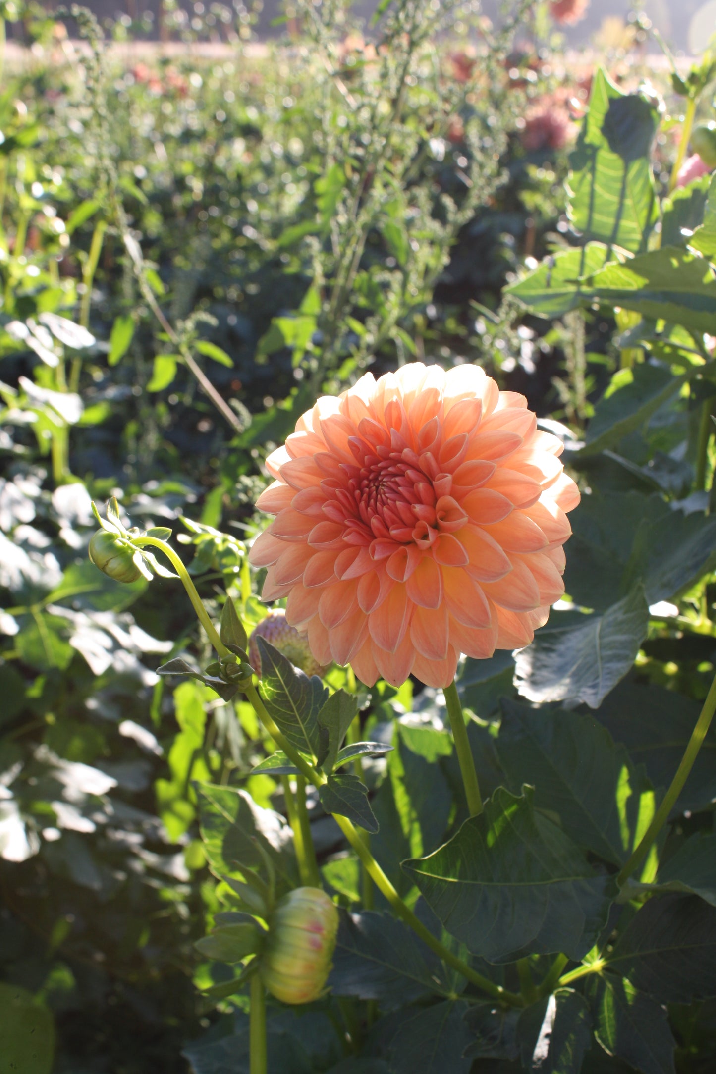 Lakeview Lucky Dahlia Tuber